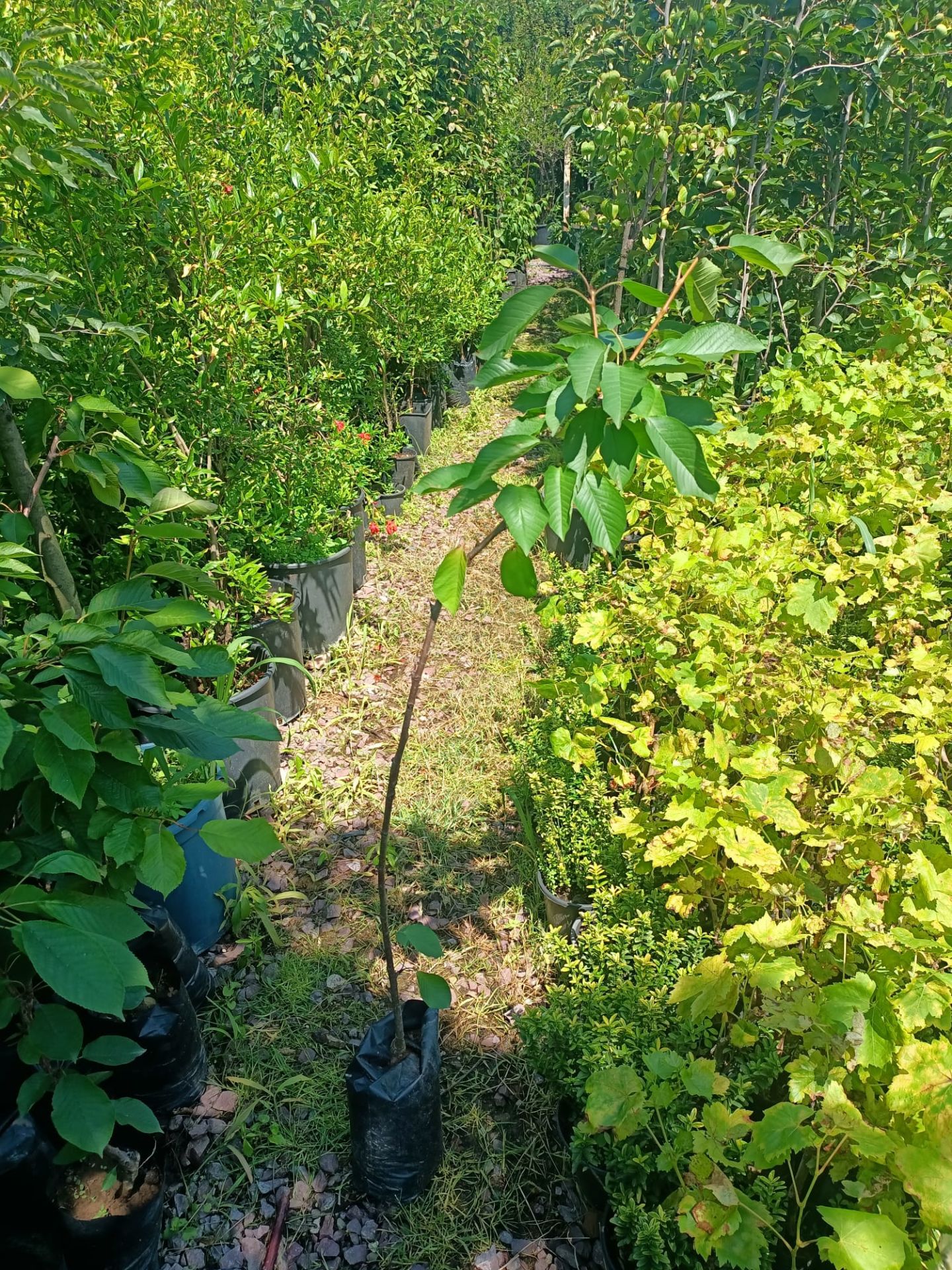 Ziraat 900 Kiraz Fidanı Tüplü 100-150 cm