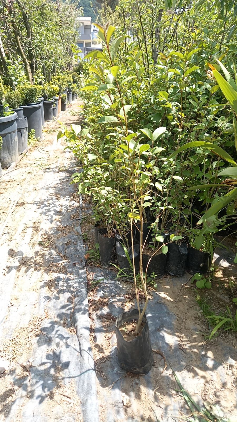 Ligustrum Fidanı (30-50 cm) 5 adet