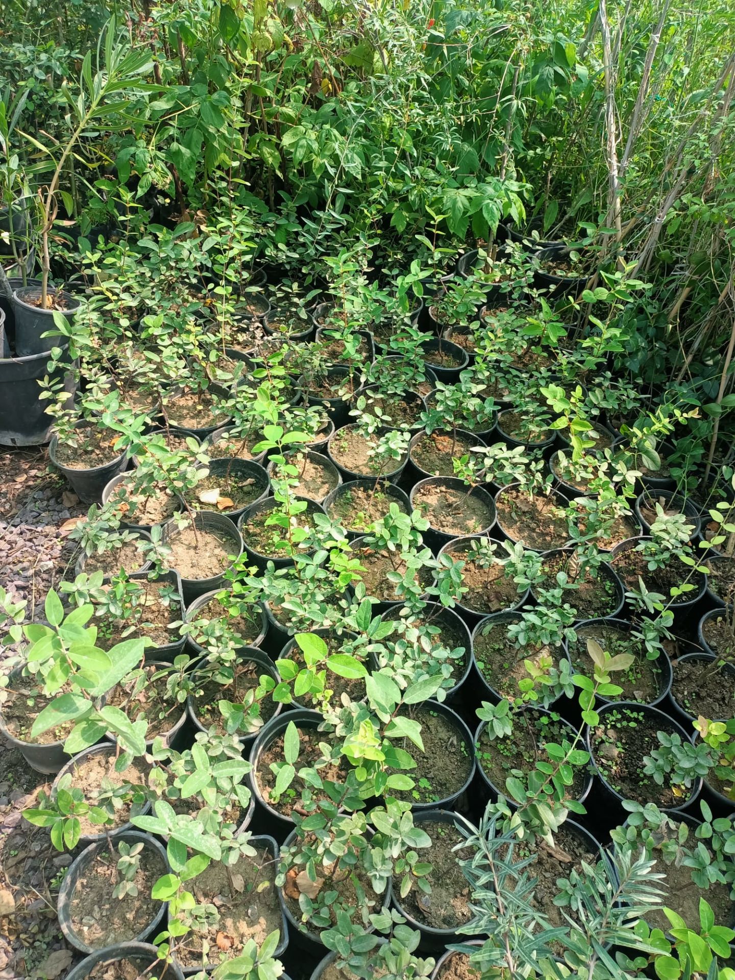 Tüplü Kuş Üzümü Fidanı (40-60 CM)