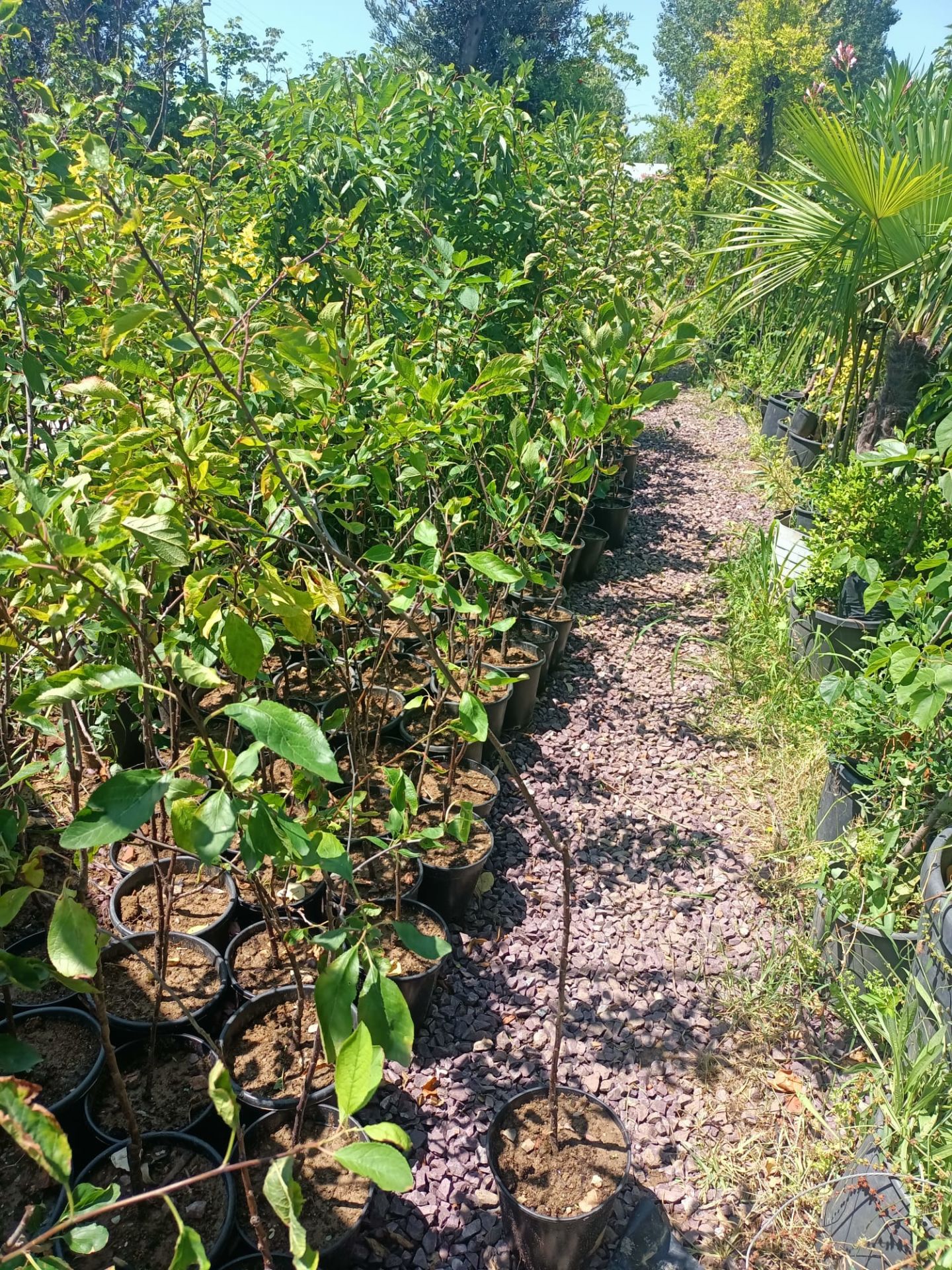 Tüplü Malta Eriği Fidanı (50-100 CM)