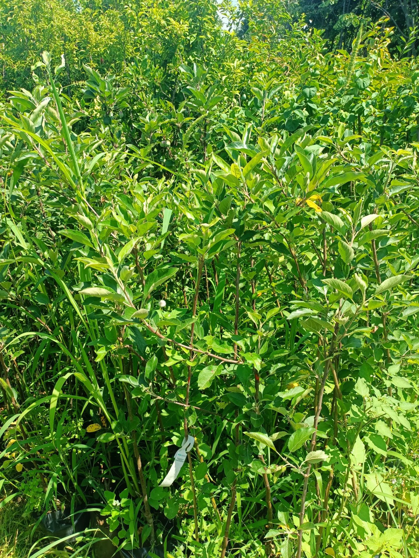 Yeşil Elma Fidanı Tüplü 100-150 cm