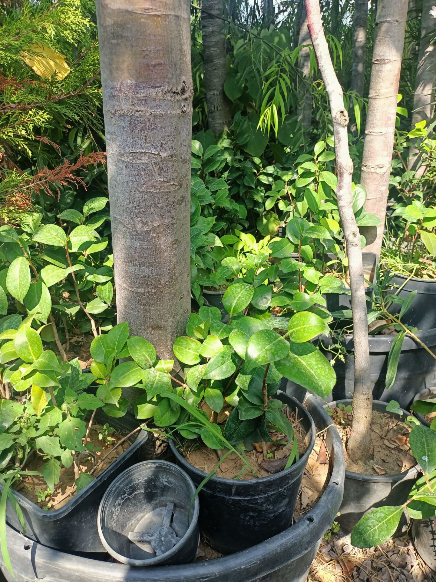 Kamelya Fidanı (30-50 cm)