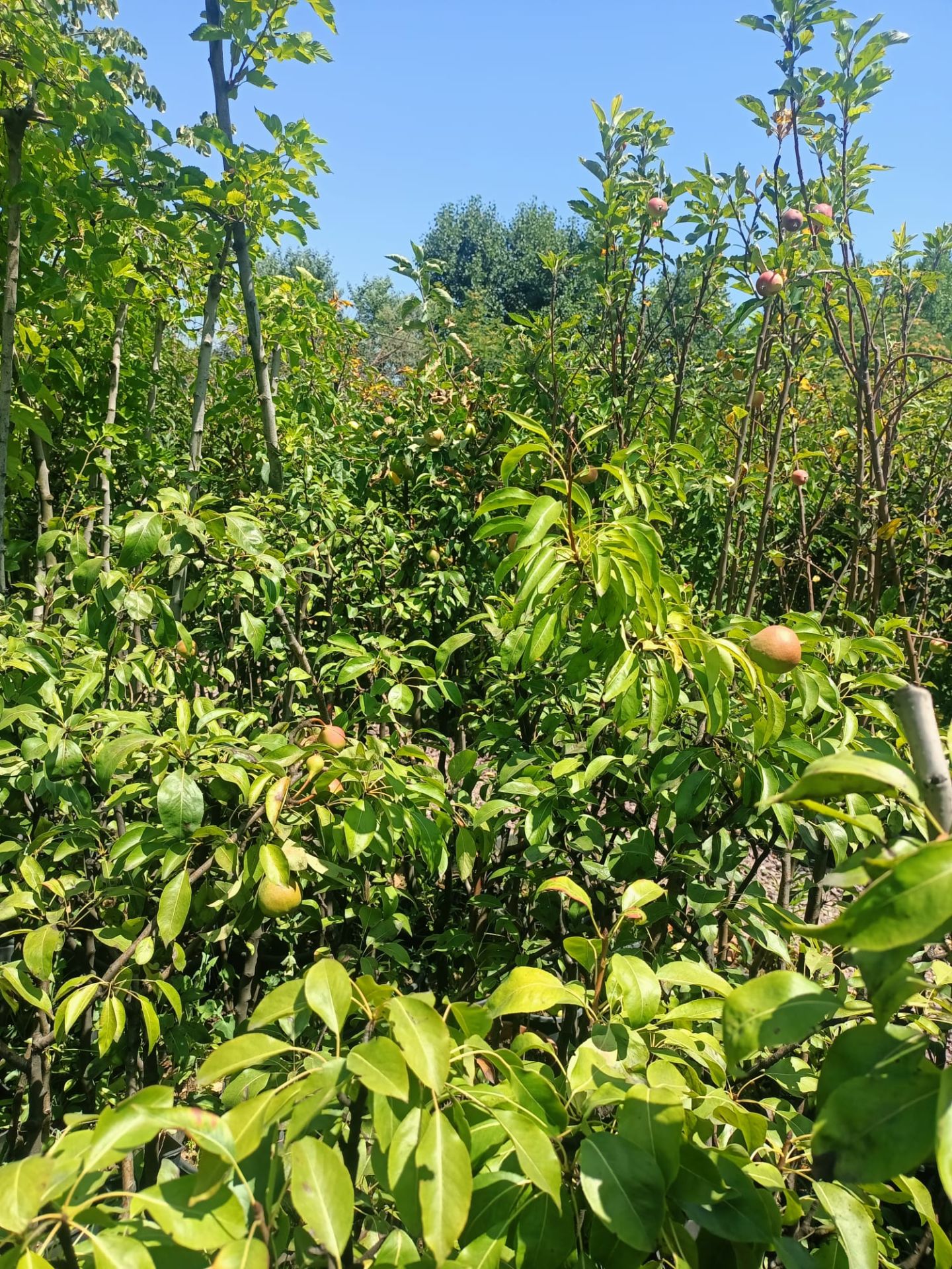 Deveci Armut Fidanı Tüplü 100-150 cm