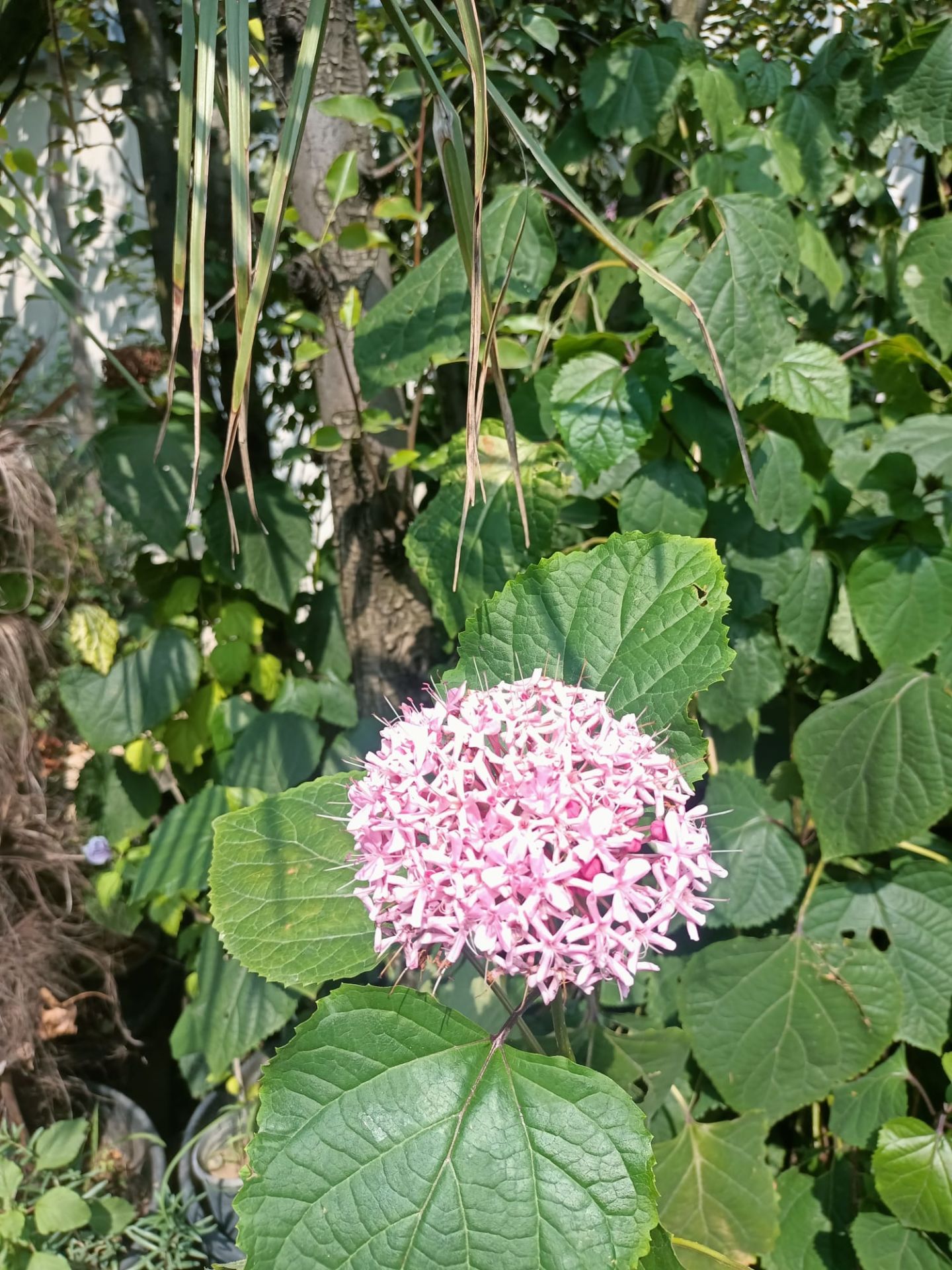 Rus Ortancası (Kısmet Ağacı) (100-150 cm)