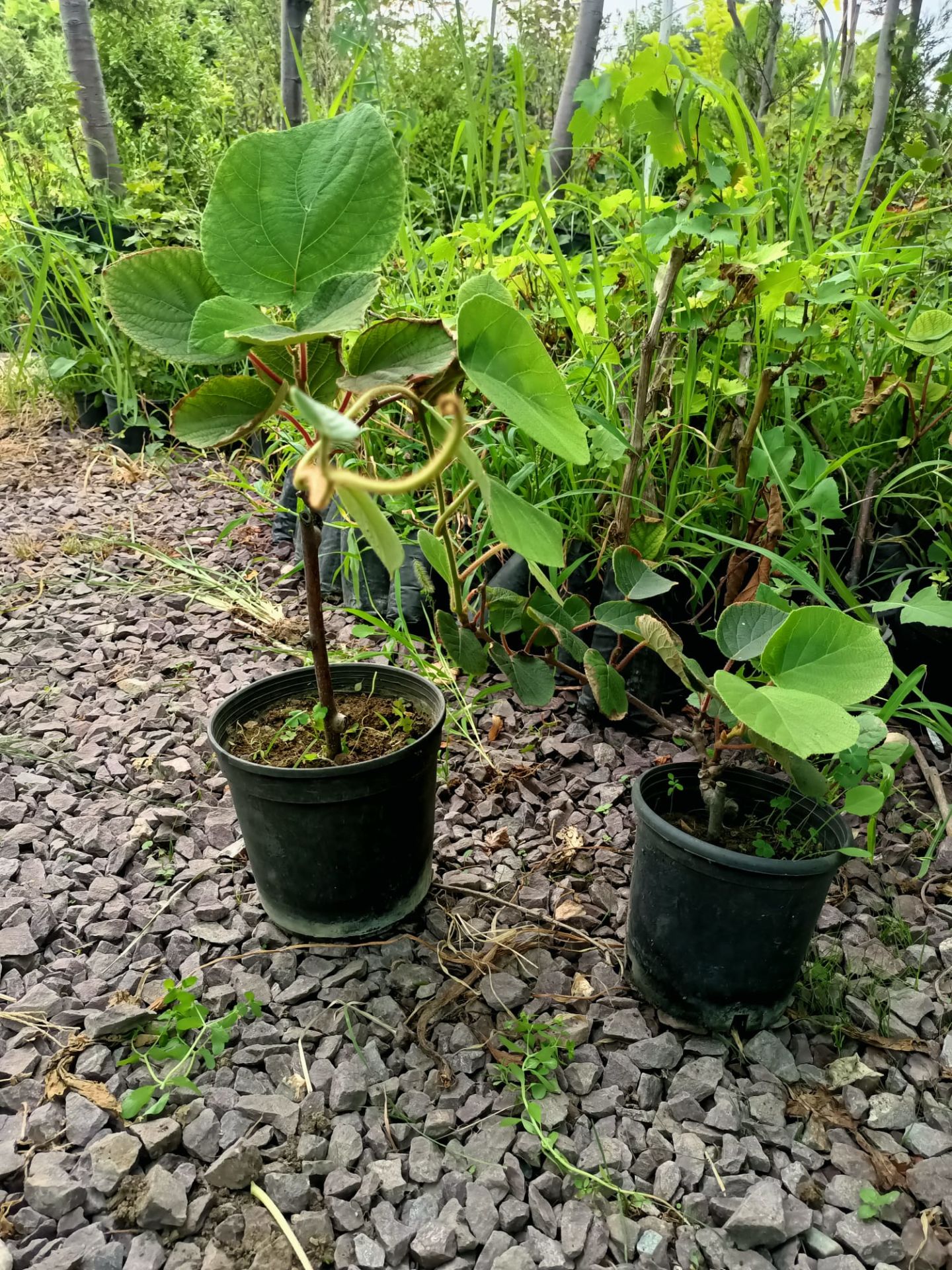 Tüplü Yalova Kivi Fidanı (50-100 CM (DİŞİ))