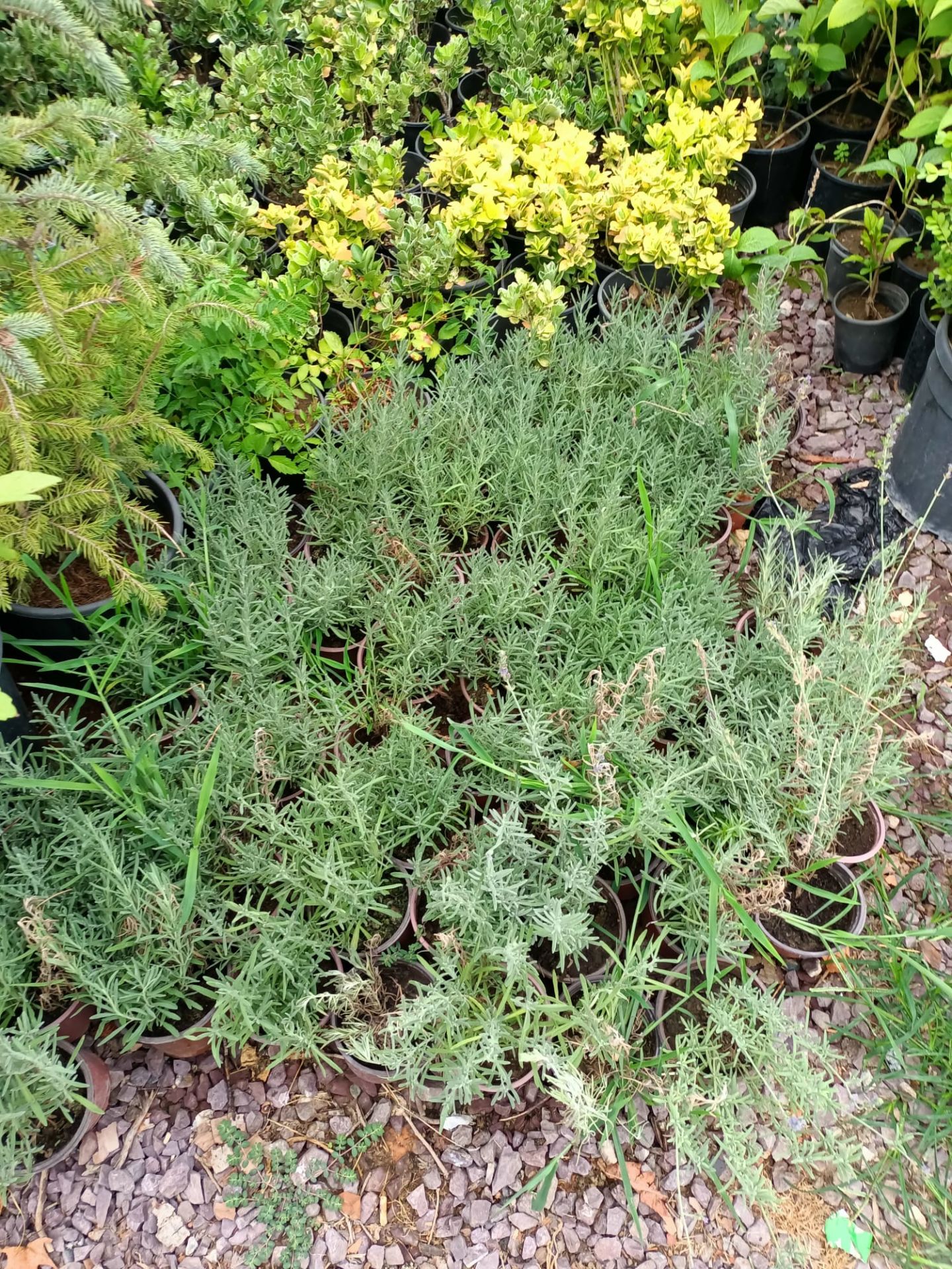 Tüplü Lavanta Fidesi 20-30 cm (5 Adet)