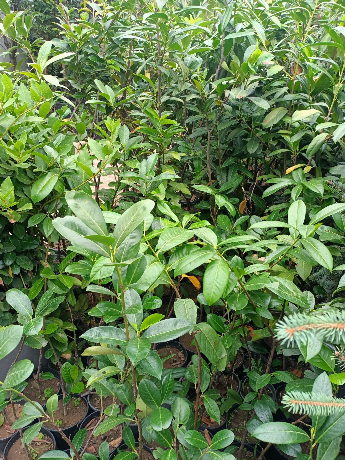 Karayemiş Fidanı (50-100 CM)