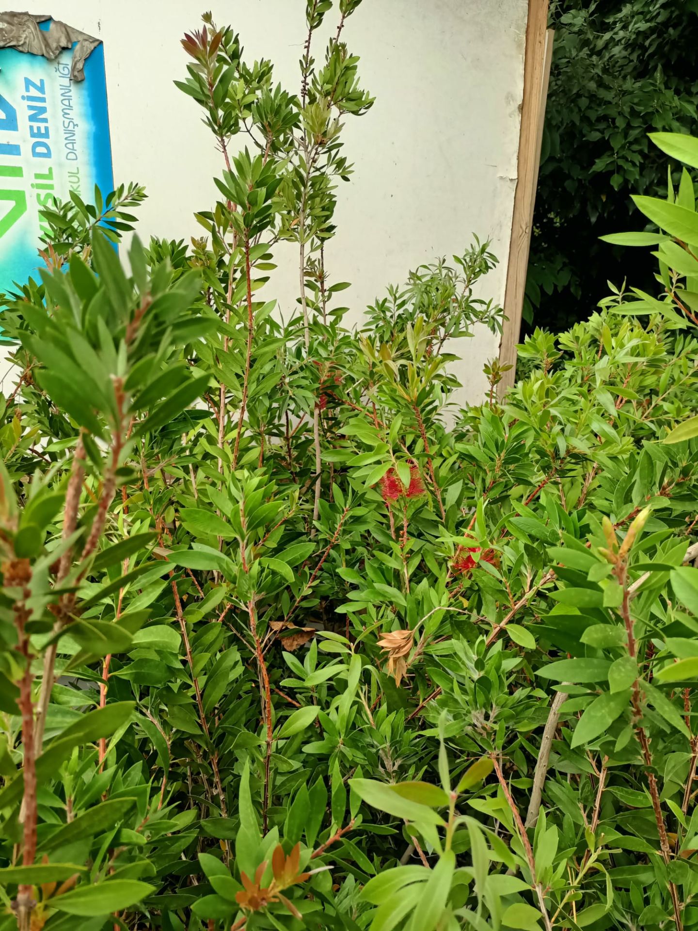 Fırça Çalısı Bitkisi (80-100 CM)