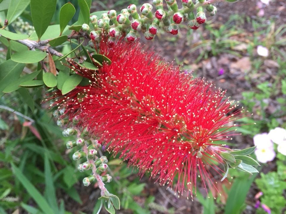 Fırça Çalısı Bitkisi (80-100 CM)