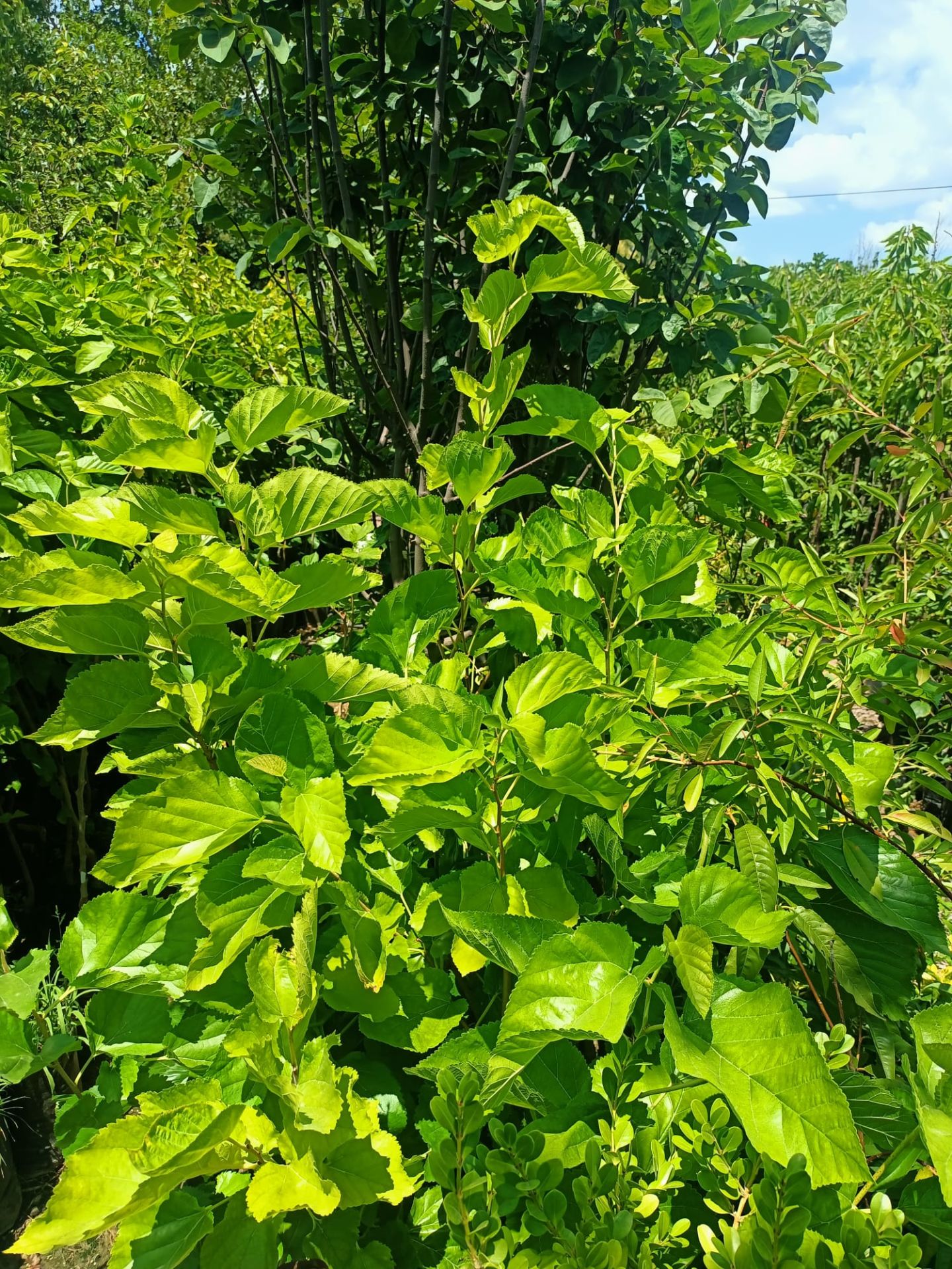 Beyaz Dut Fidanı Tüplü 150 + cm