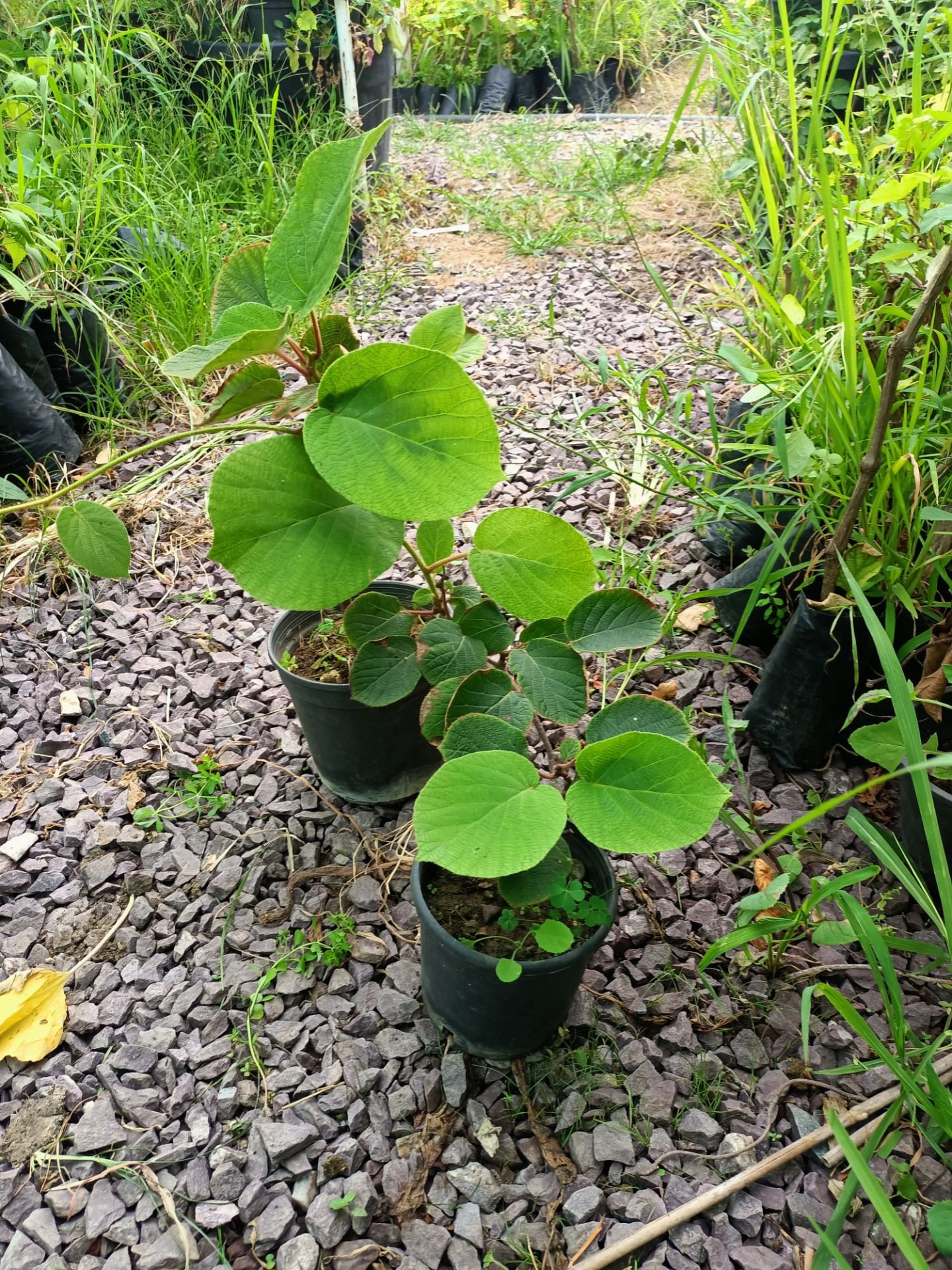 Tüplü Yalova Kivi Fidanı (50-100 CM (DİŞİ))