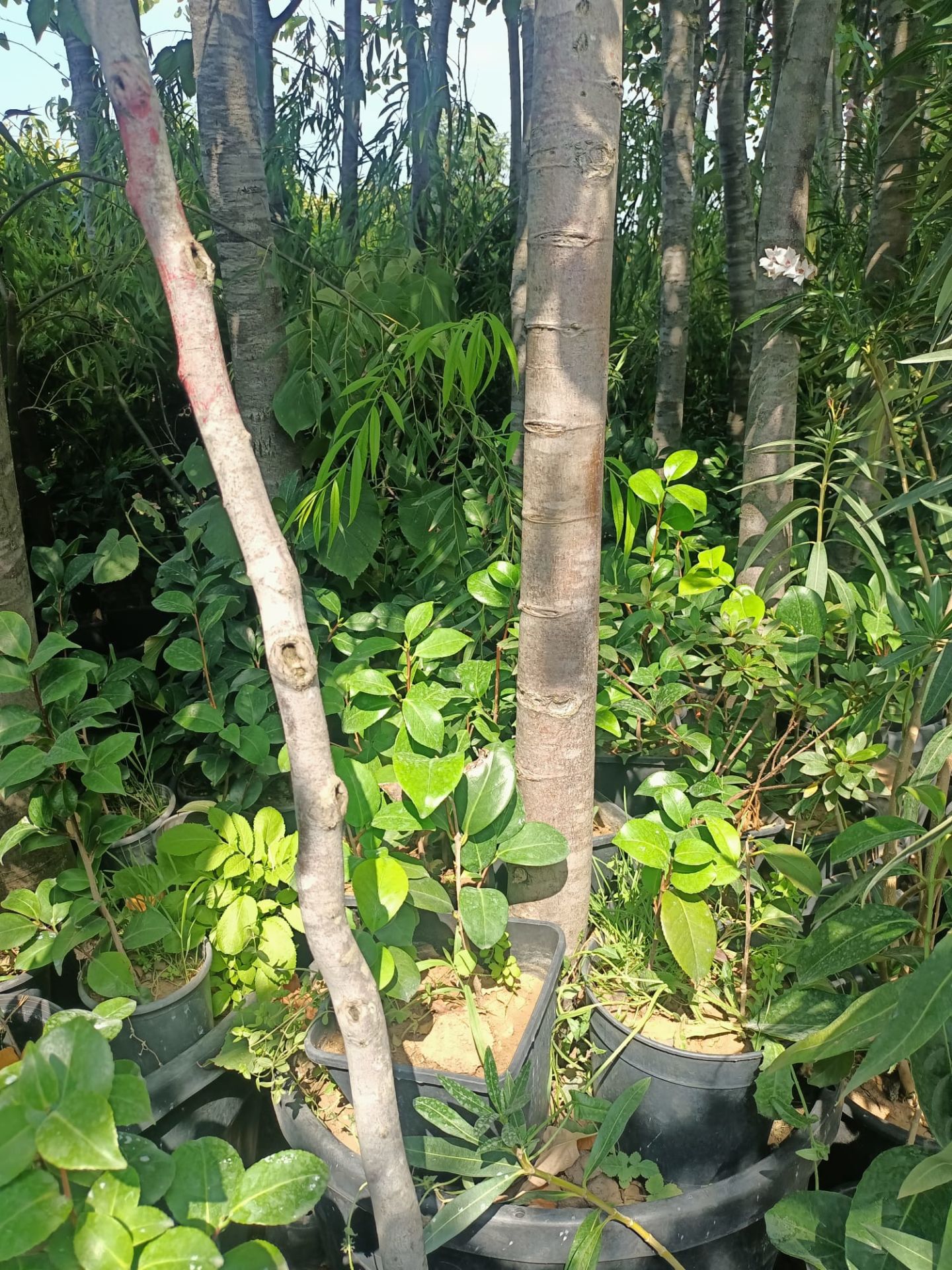 Kamelya Fidanı (30-50 cm)