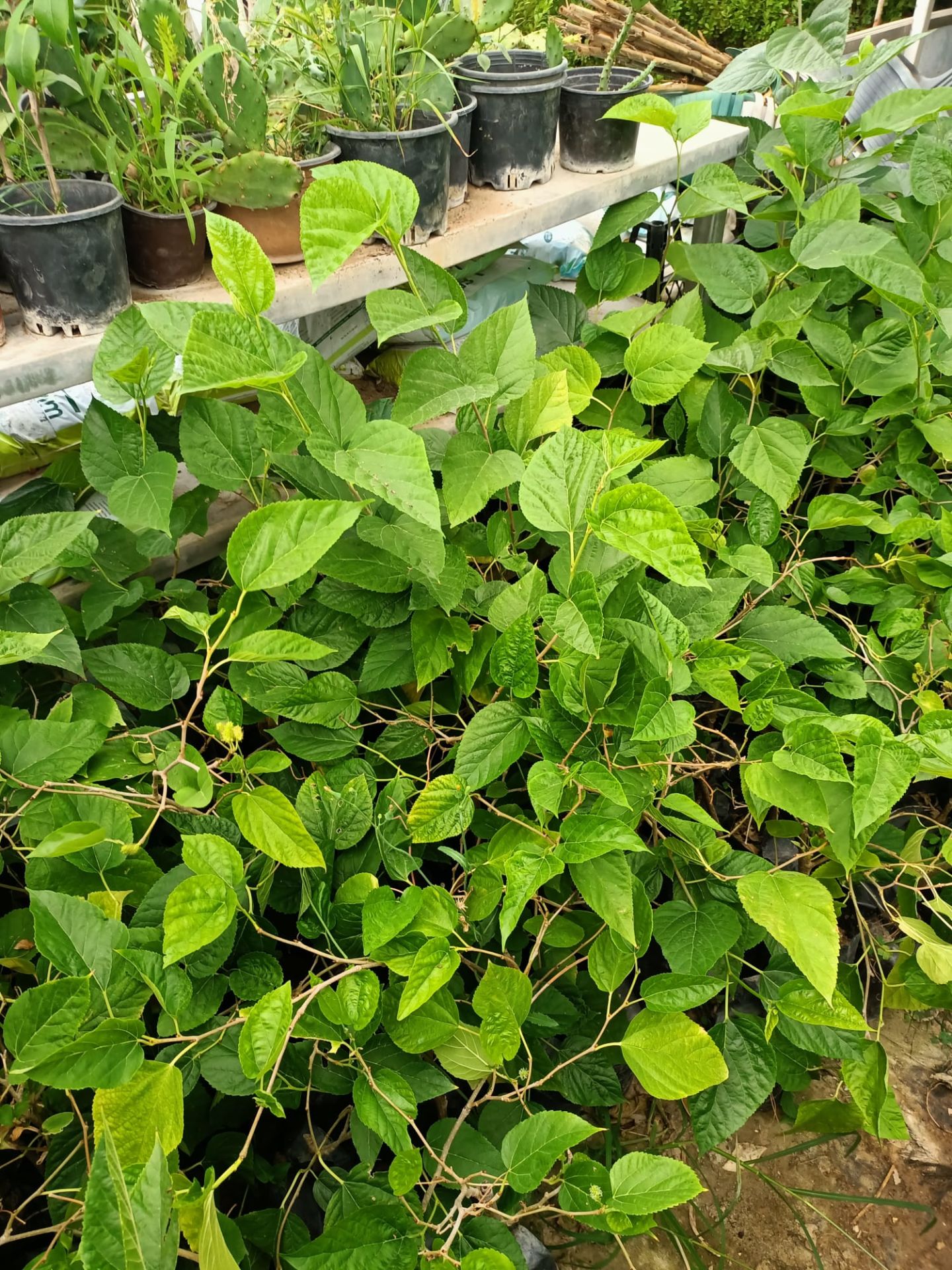 Avusturya Dut Fidanı (50-100 cm)