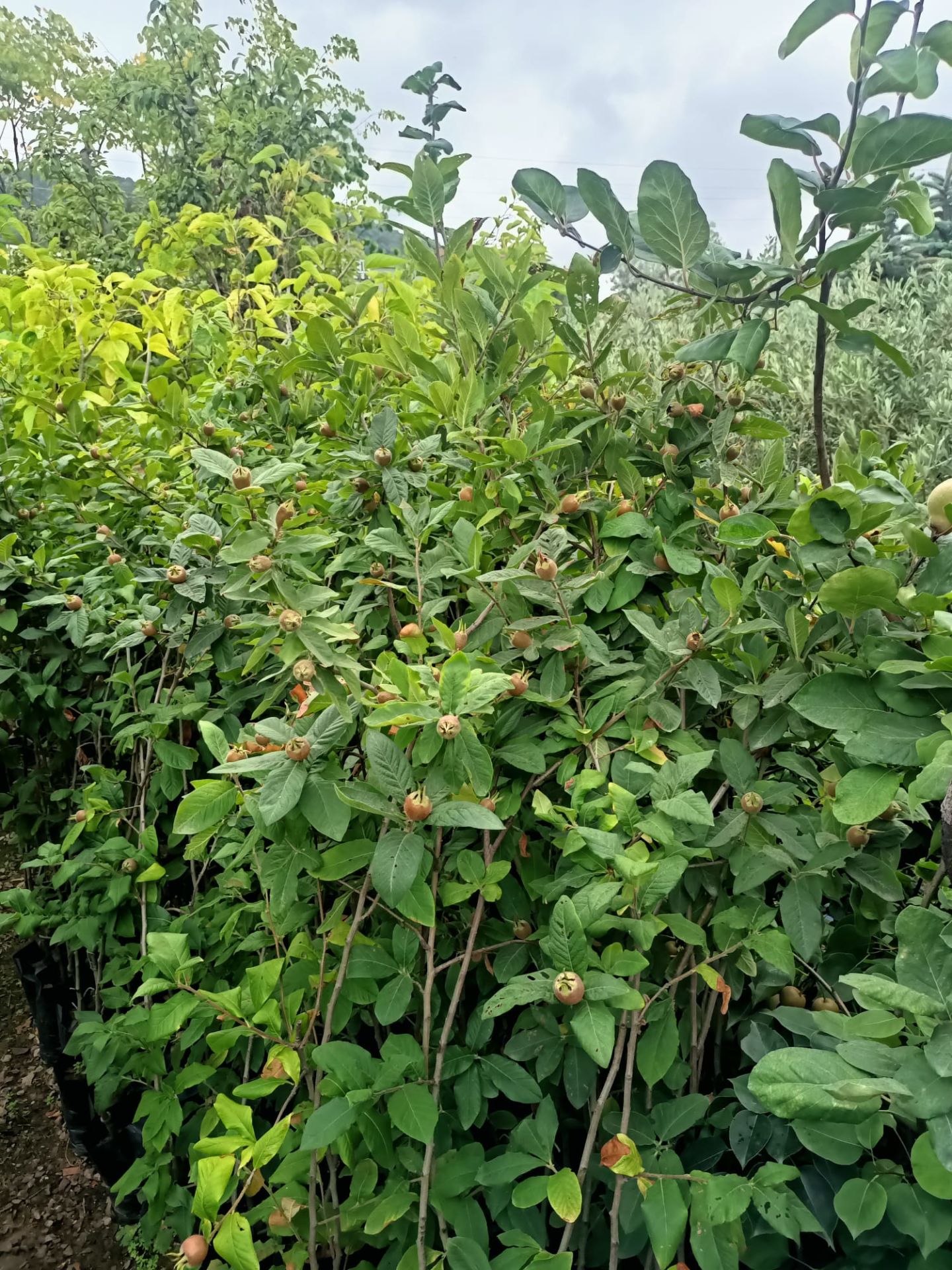 Muşmula Fidanı ,Döngel Fidanı Tüplü 100-150 cm