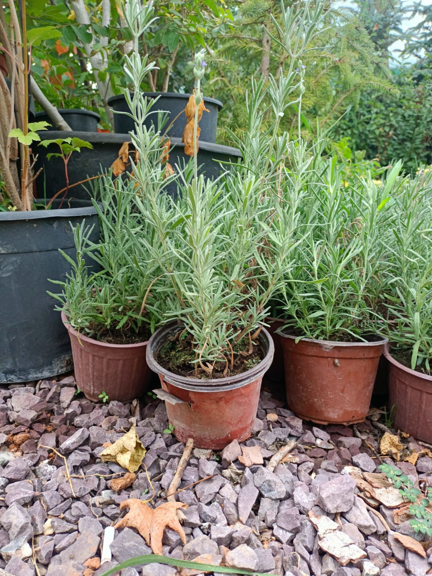 Tüplü Lavanta Fidesi 20-30 cm (5 Adet)