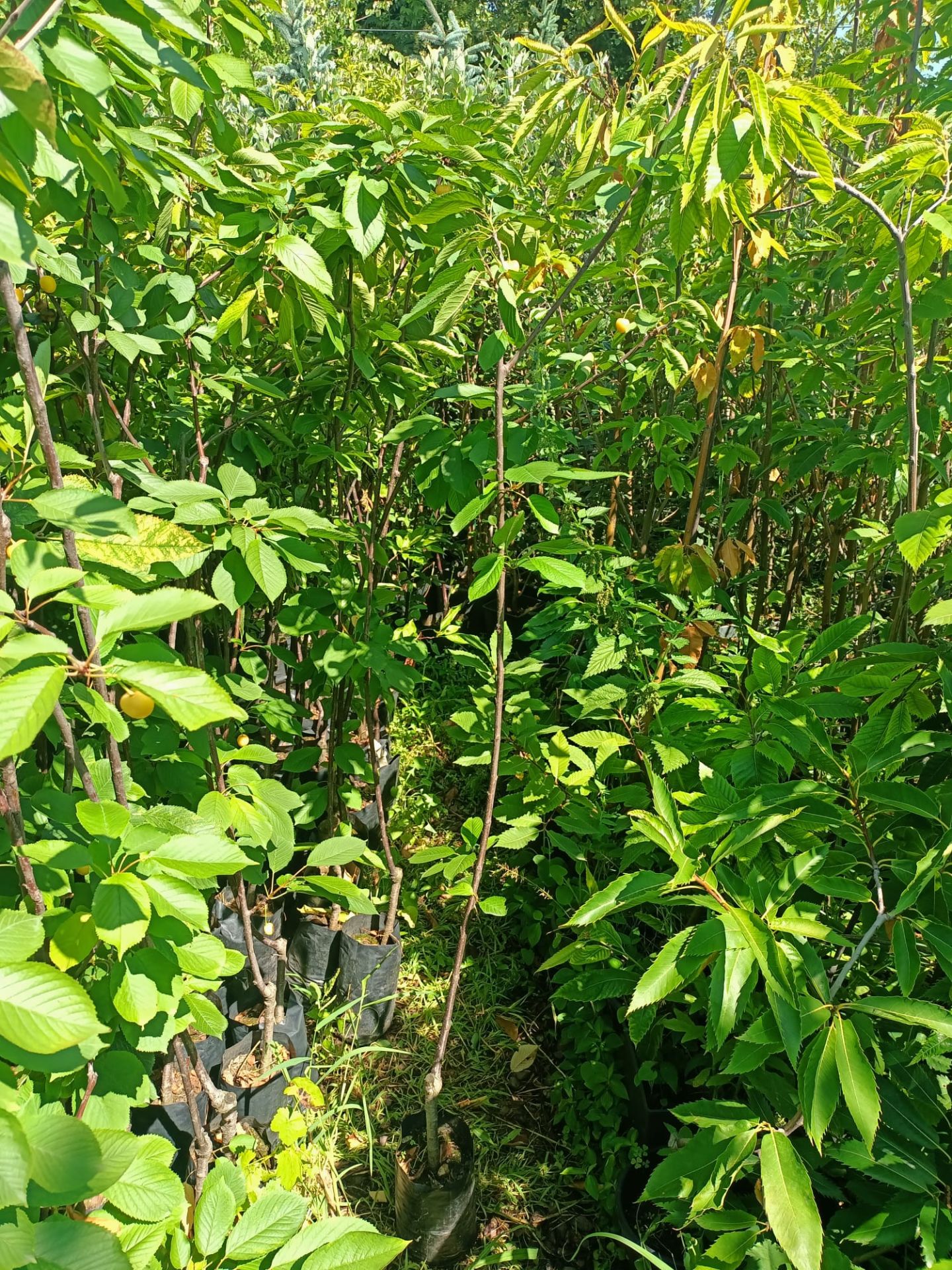 Beyaz Kiraz Fidanı Tüplü 100-150 cm