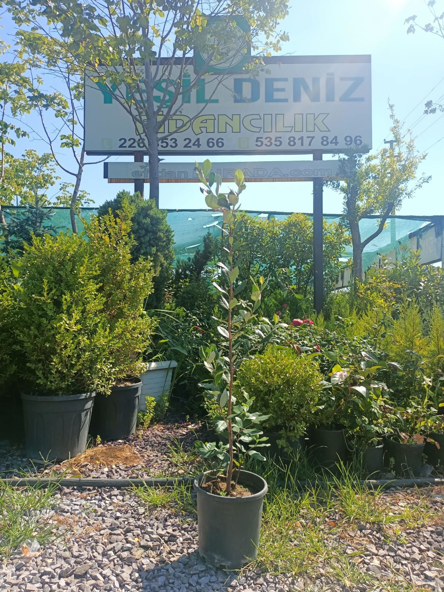 Tüplü Kaymak Ağacı Fidanı Tüplü 50-100 cm