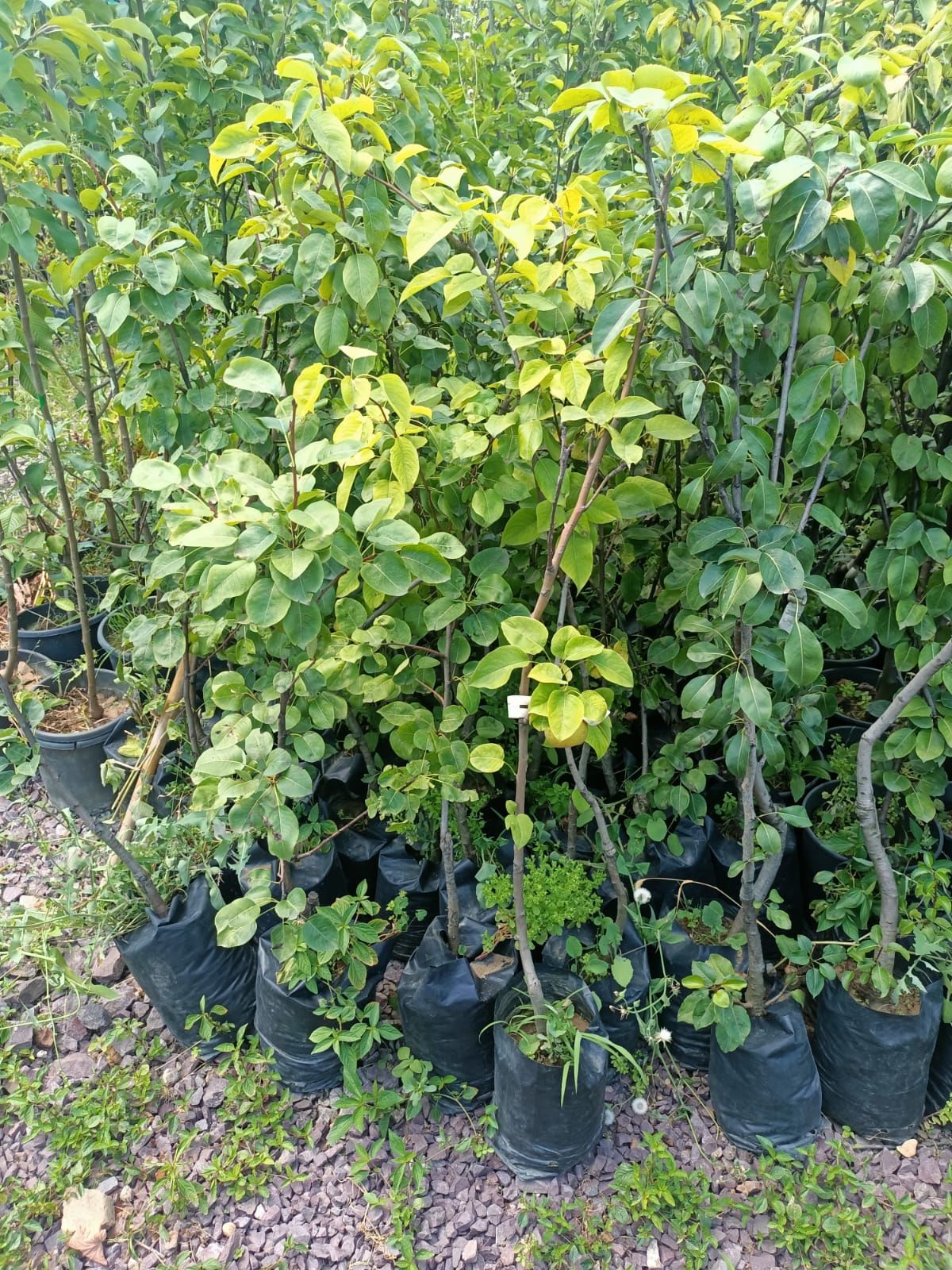 Margarrete Armut Fidanı Tüplü 100-150 cm