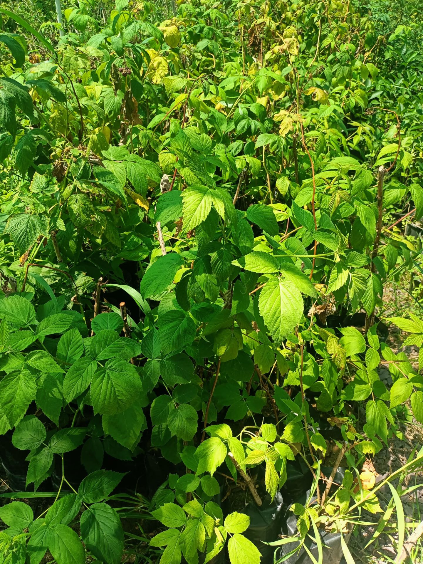 Ahududu (Frambuaz) Fidanı 50-100 cm