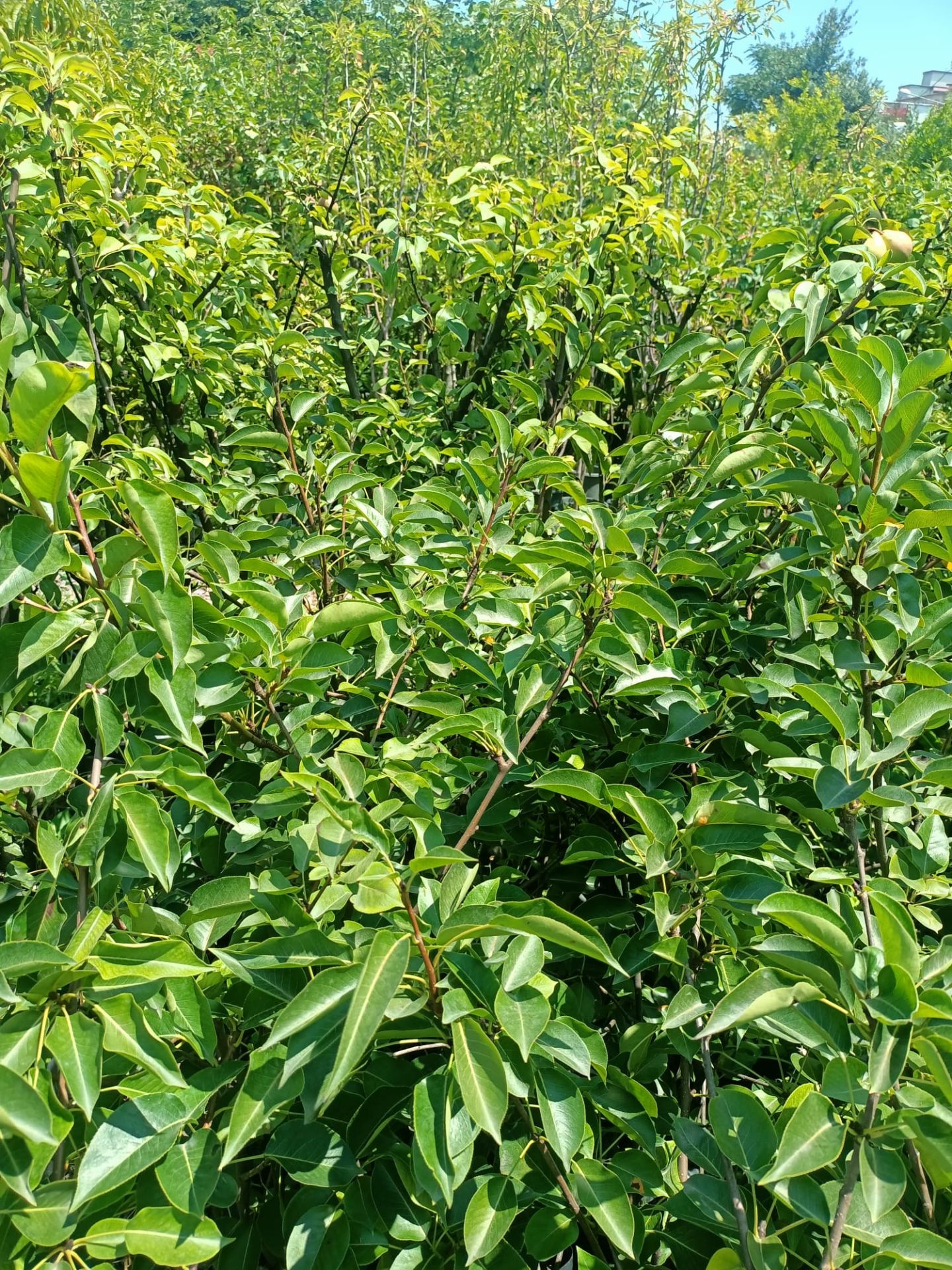 Tüplü Williams Armut Fidanı (100-150 cm)