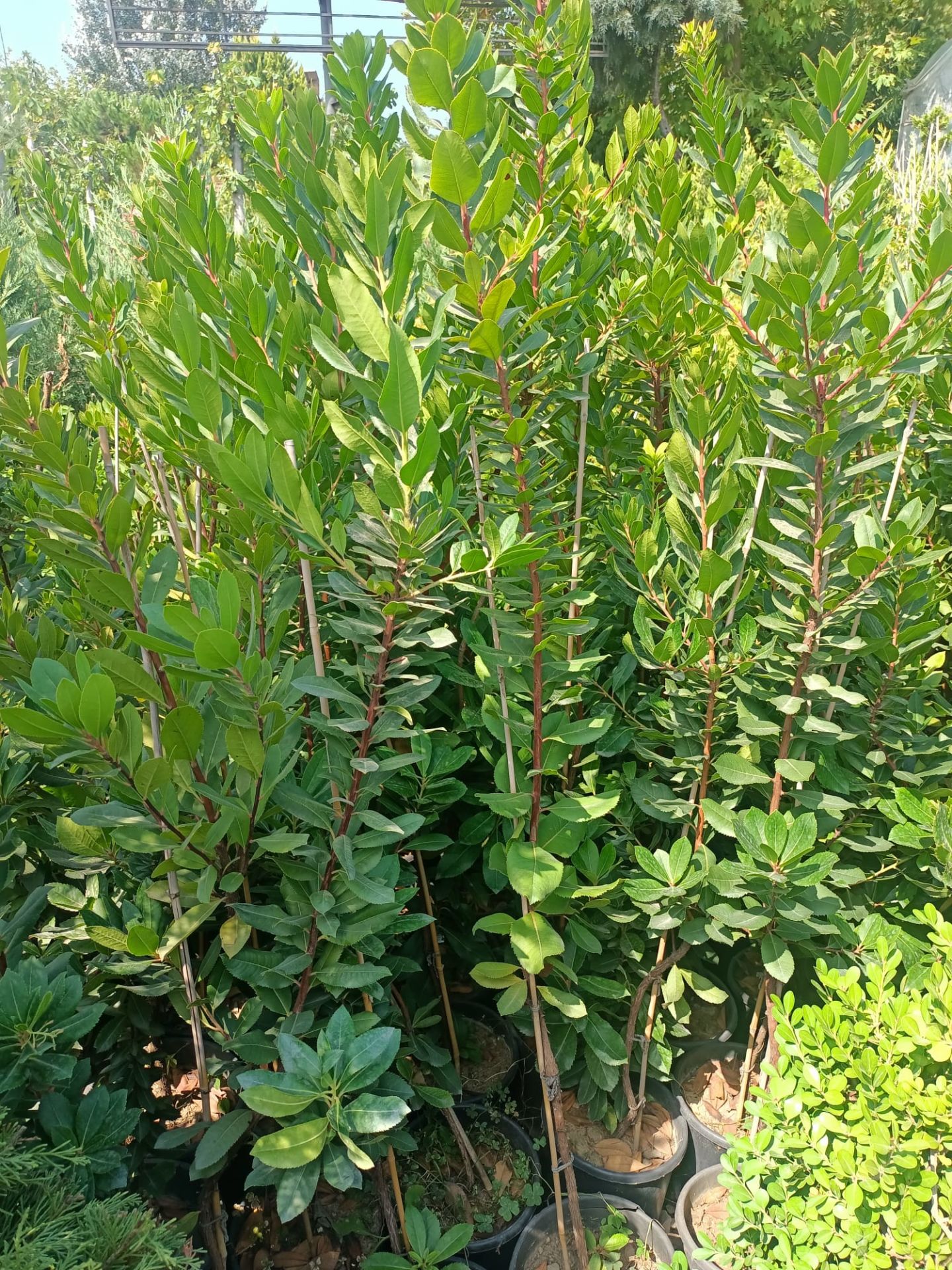 Dağ Çileği Fidanı (100-150 cm)