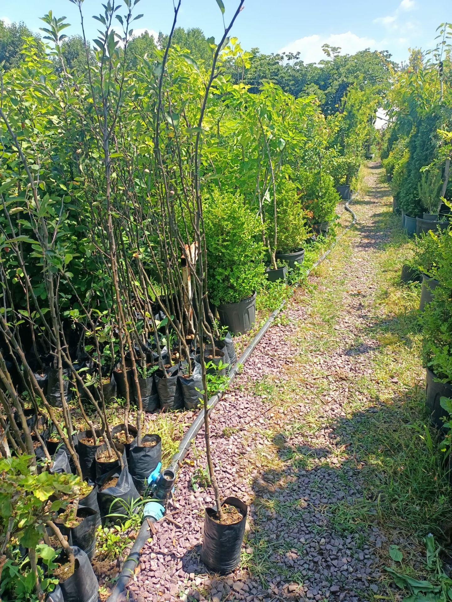 Starking Elma Fidanı Tüplü 100-150 cm