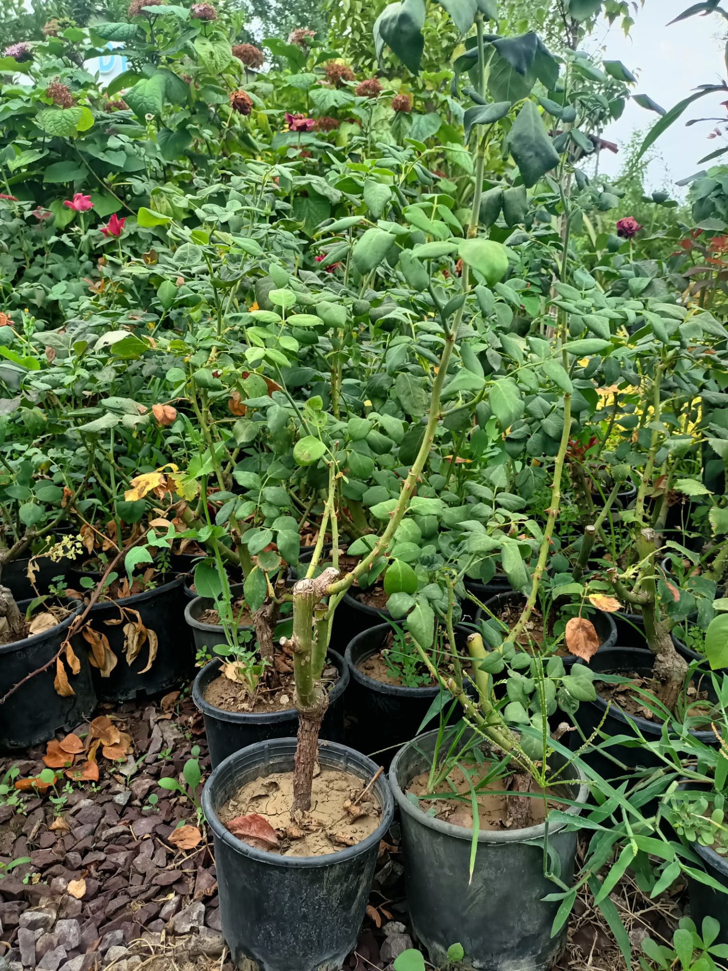 Yediveren Gül Fidanı (30-70 cm)