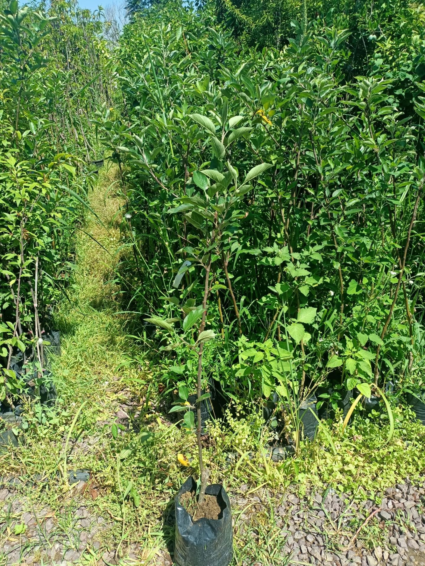 Yeşil Elma Fidanı Tüplü 100-150 cm