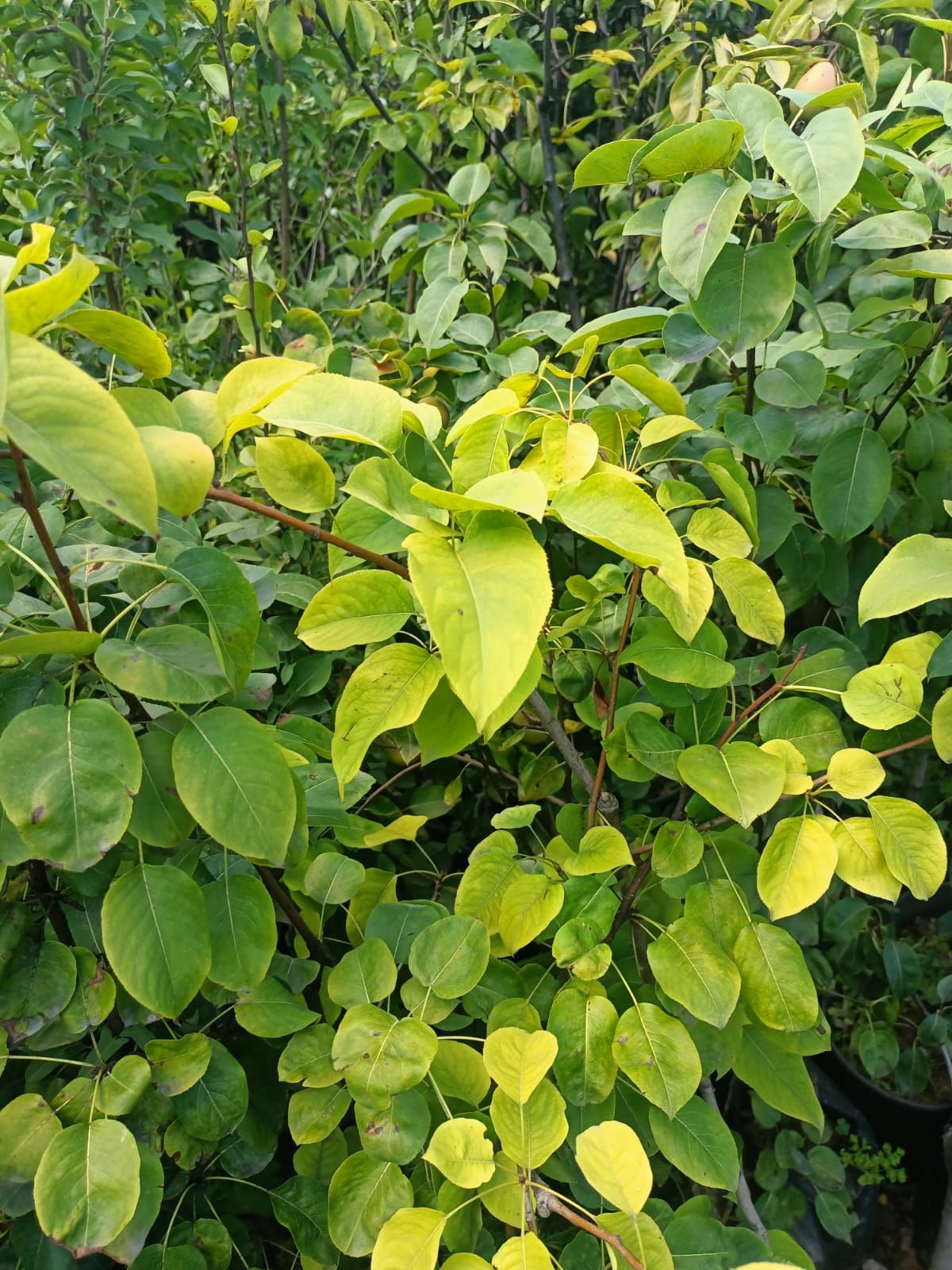 Margarrete Armut Fidanı Tüplü 100-150 cm