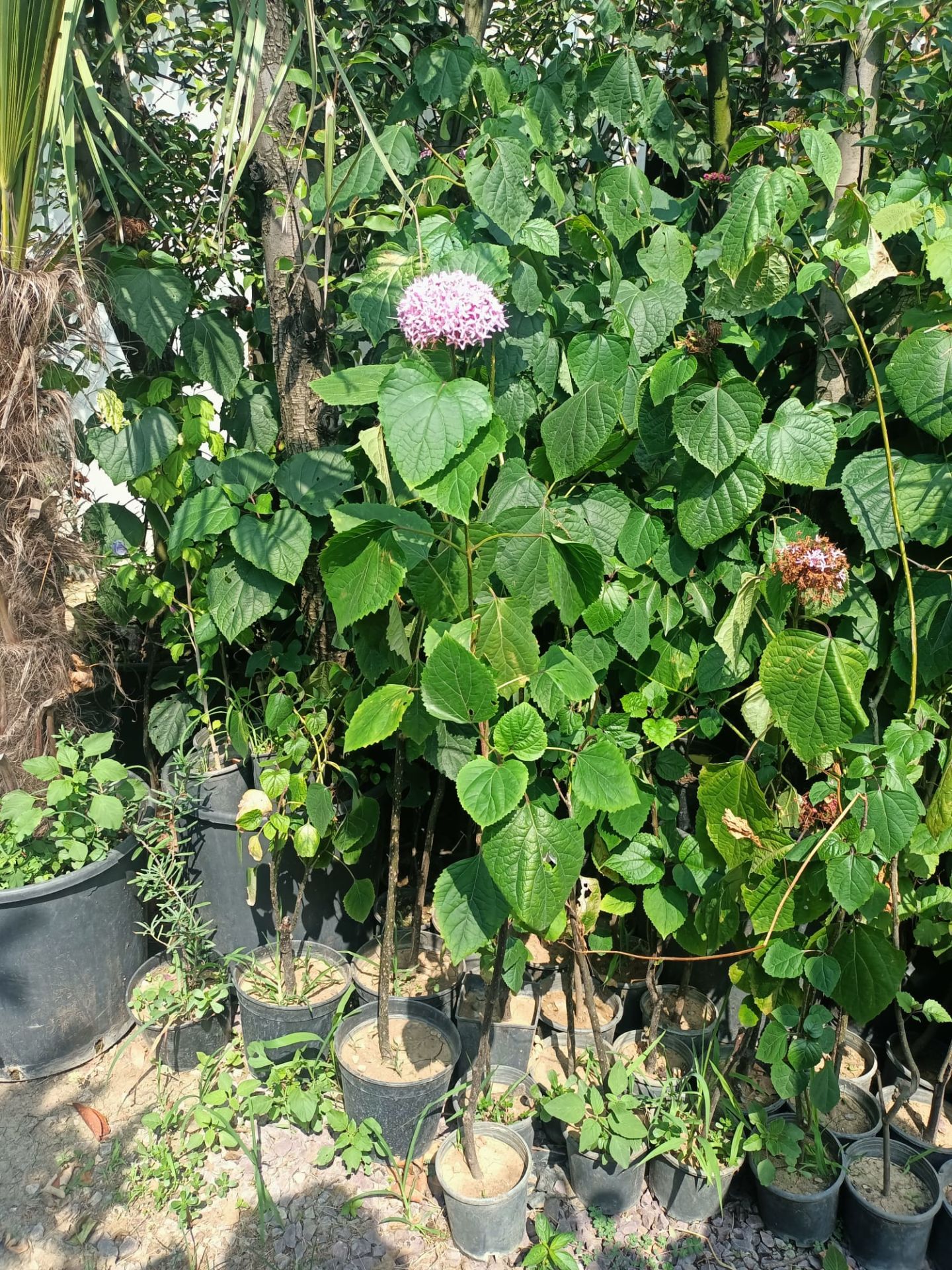 Rus Ortancası (Kısmet Ağacı) (100-150 cm)