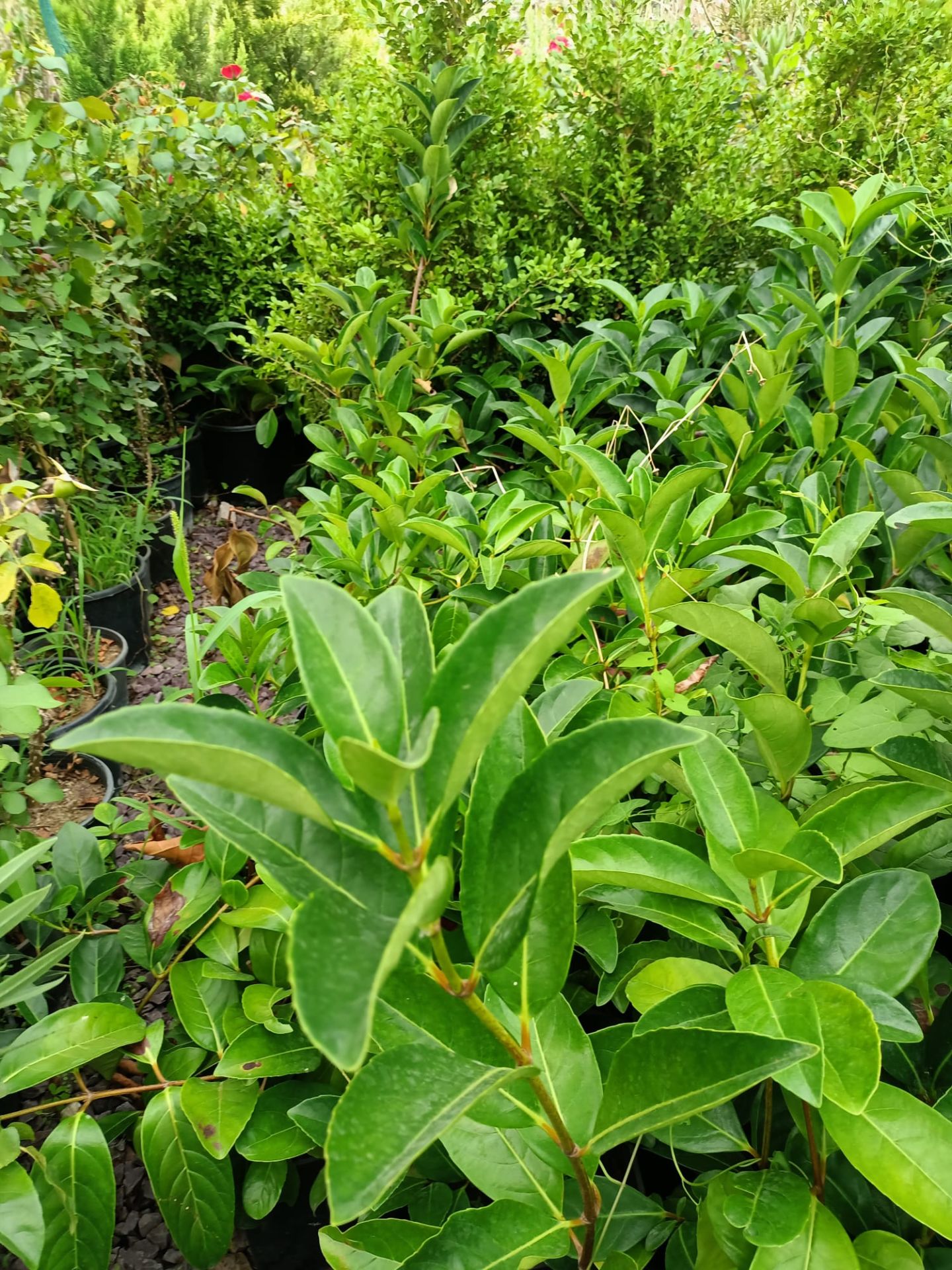 Lisidum Kartopu Fidanı (50-100 CM)