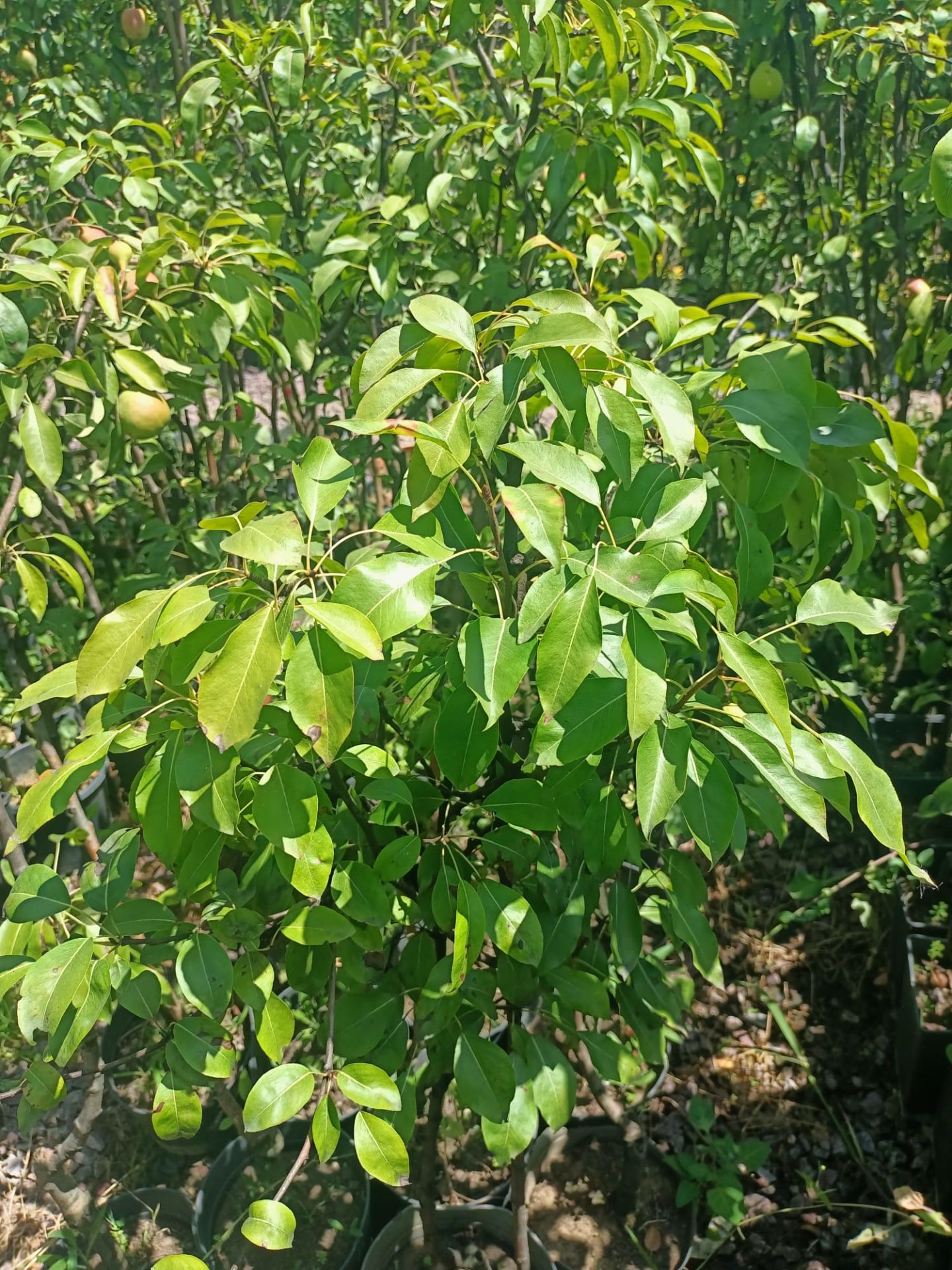 Deveci Armut Fidanı Tüplü 100-150 cm