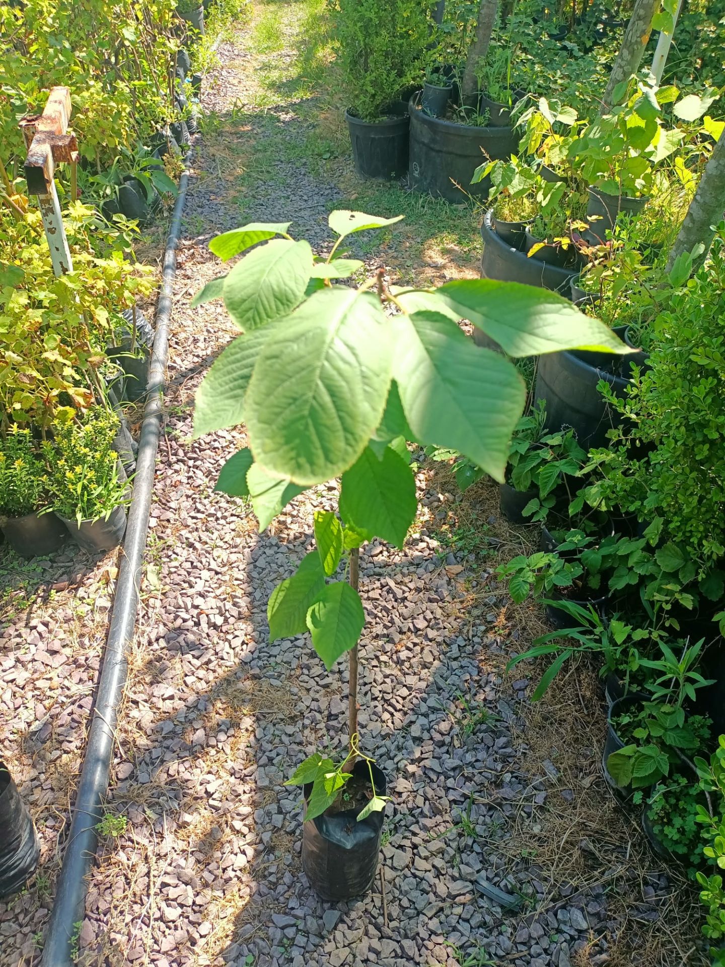 Napolyon Kiraz Fidanı Tüplü 100-150 cm