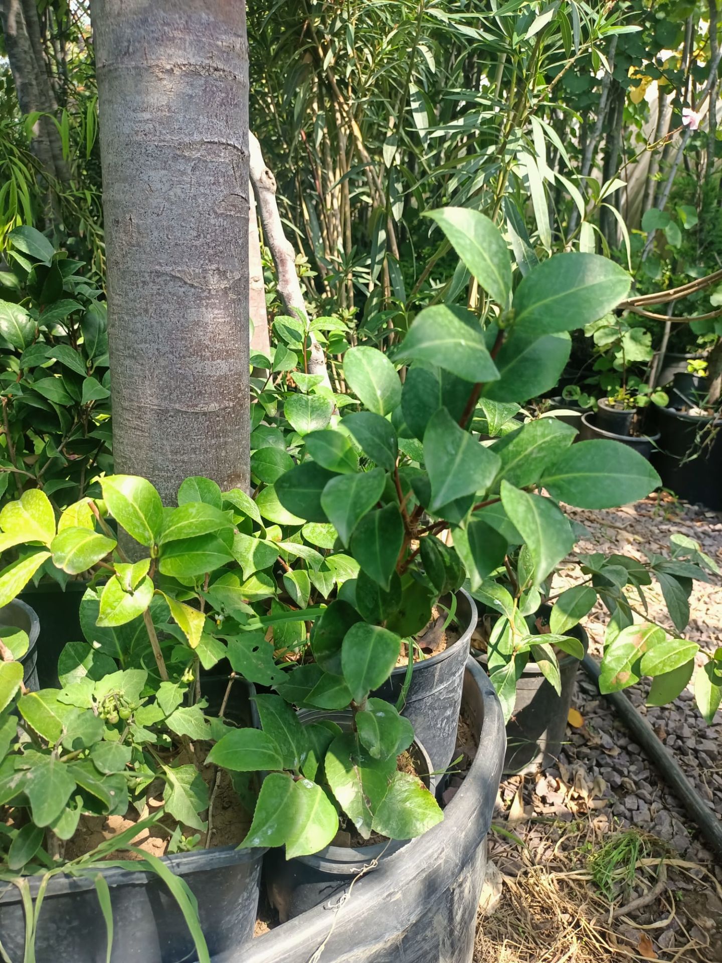 Kamelya Fidanı (30-50 cm)