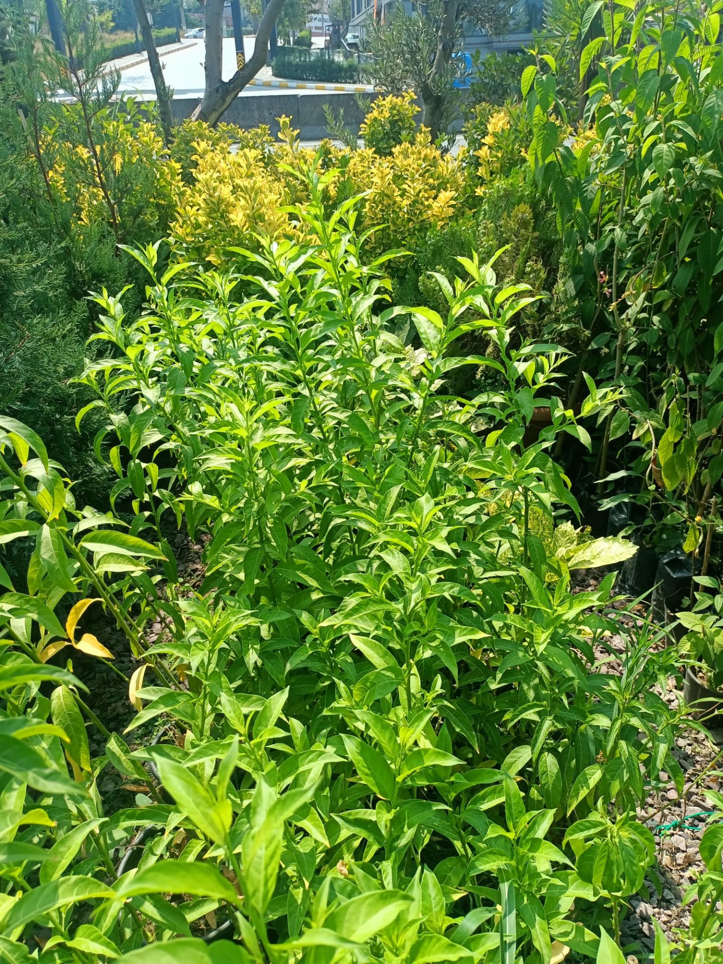 Melisa Akşam Sefası Fidanı (30-50 CM)