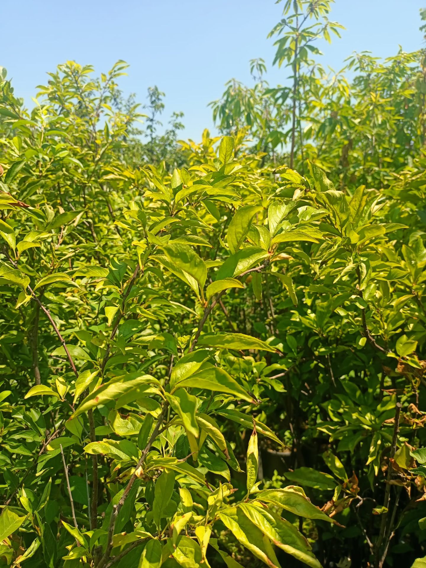 Anjola Angelica Tüplü Japon Erik Fidanı (100-150 CM)