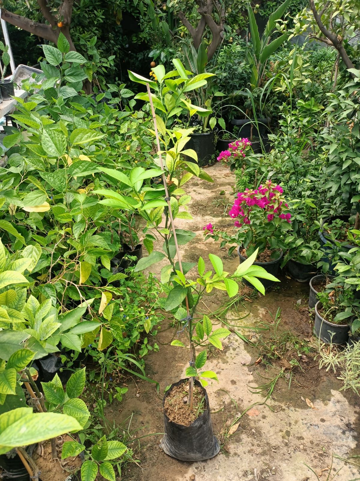 Tüplü Yediveren Limon Fidanı (100-150 CM)