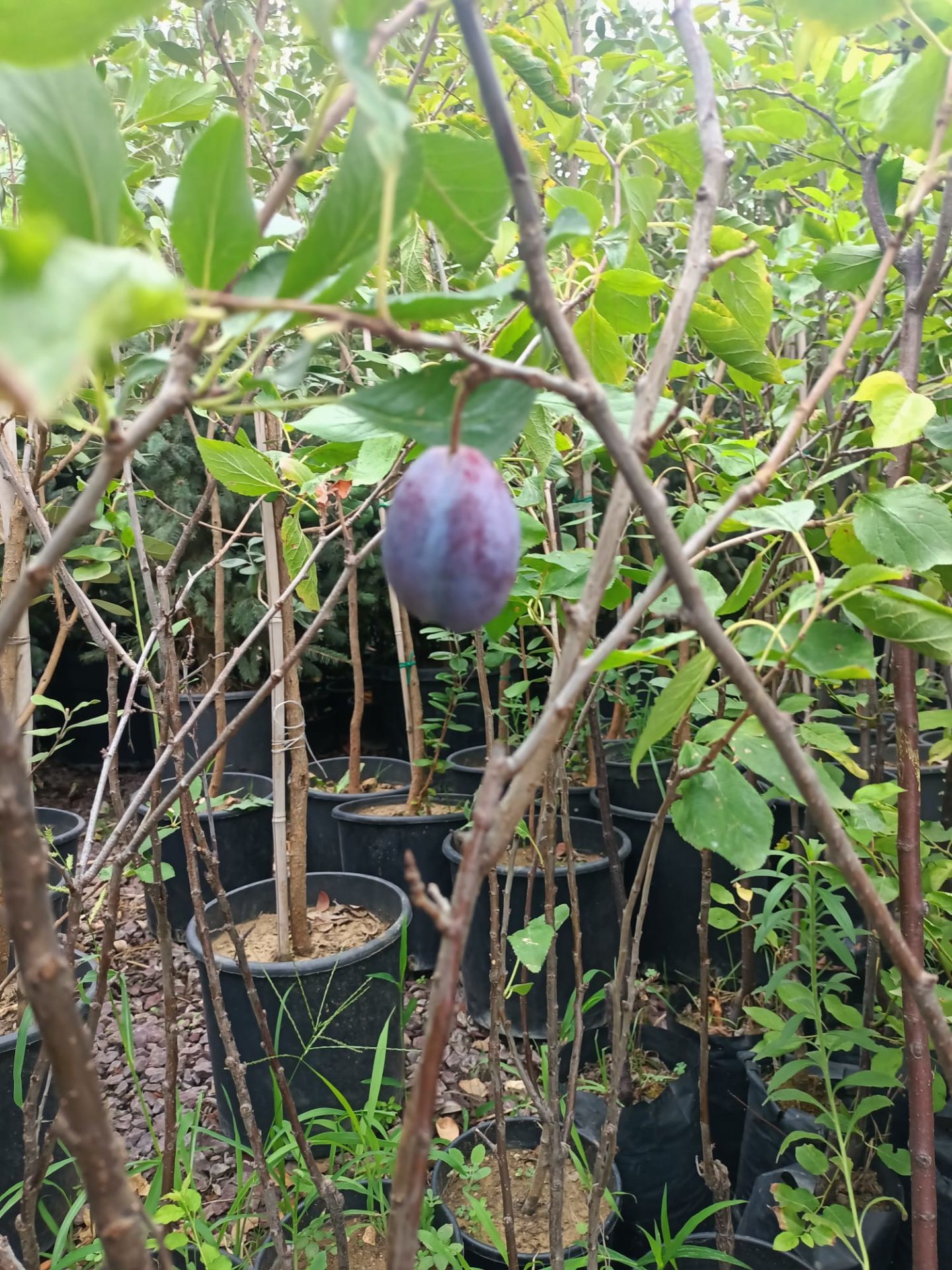 Mürdüm Eriği Fidanı Tüplü 100-150 cm