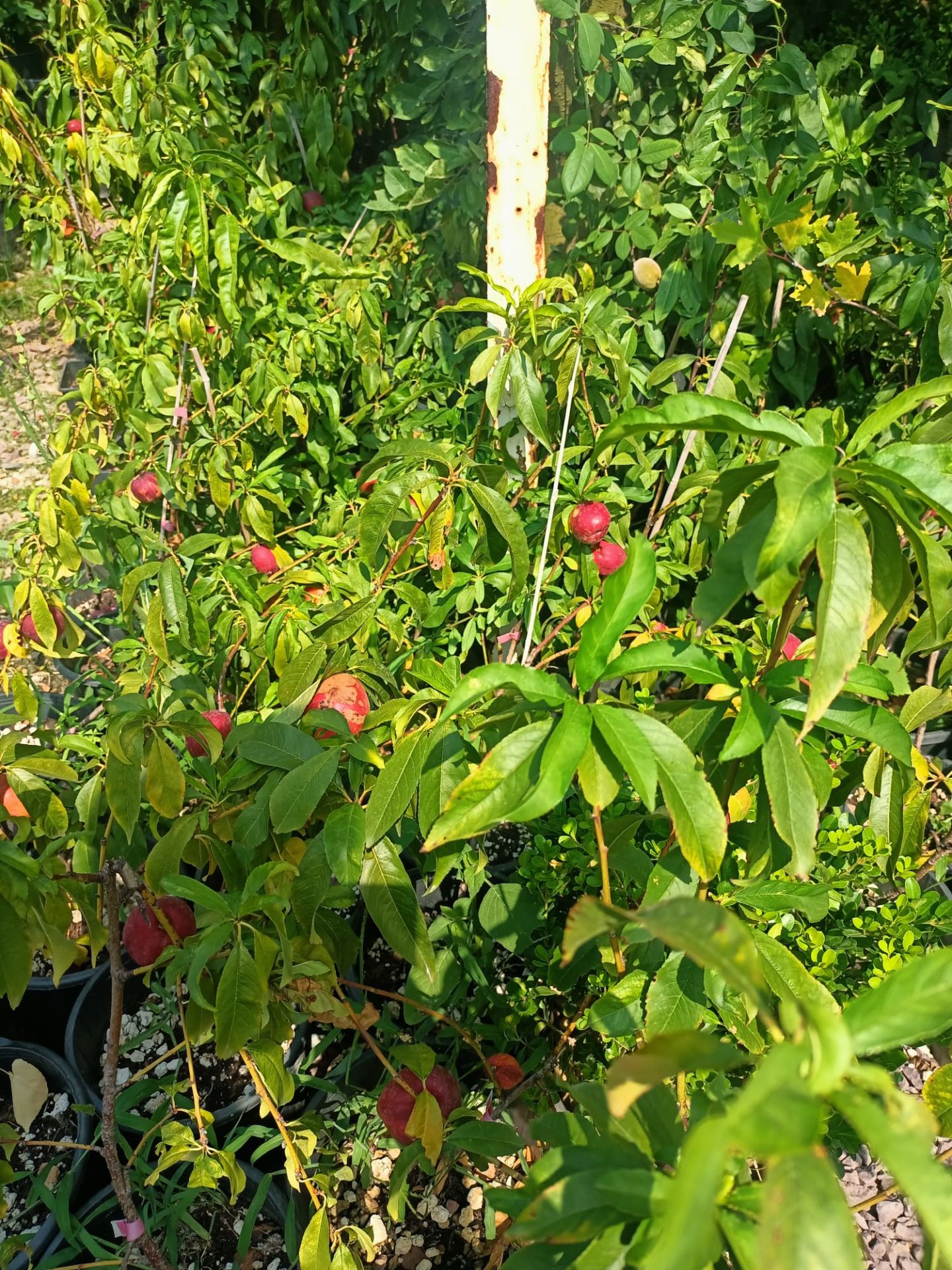 Tüplü Bodur Nektar Fidanı (50-80 cm)