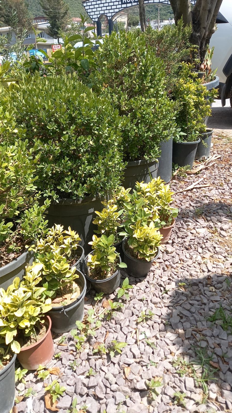 Altuni Taflan Fidanı (25-40 cm) 10 adet