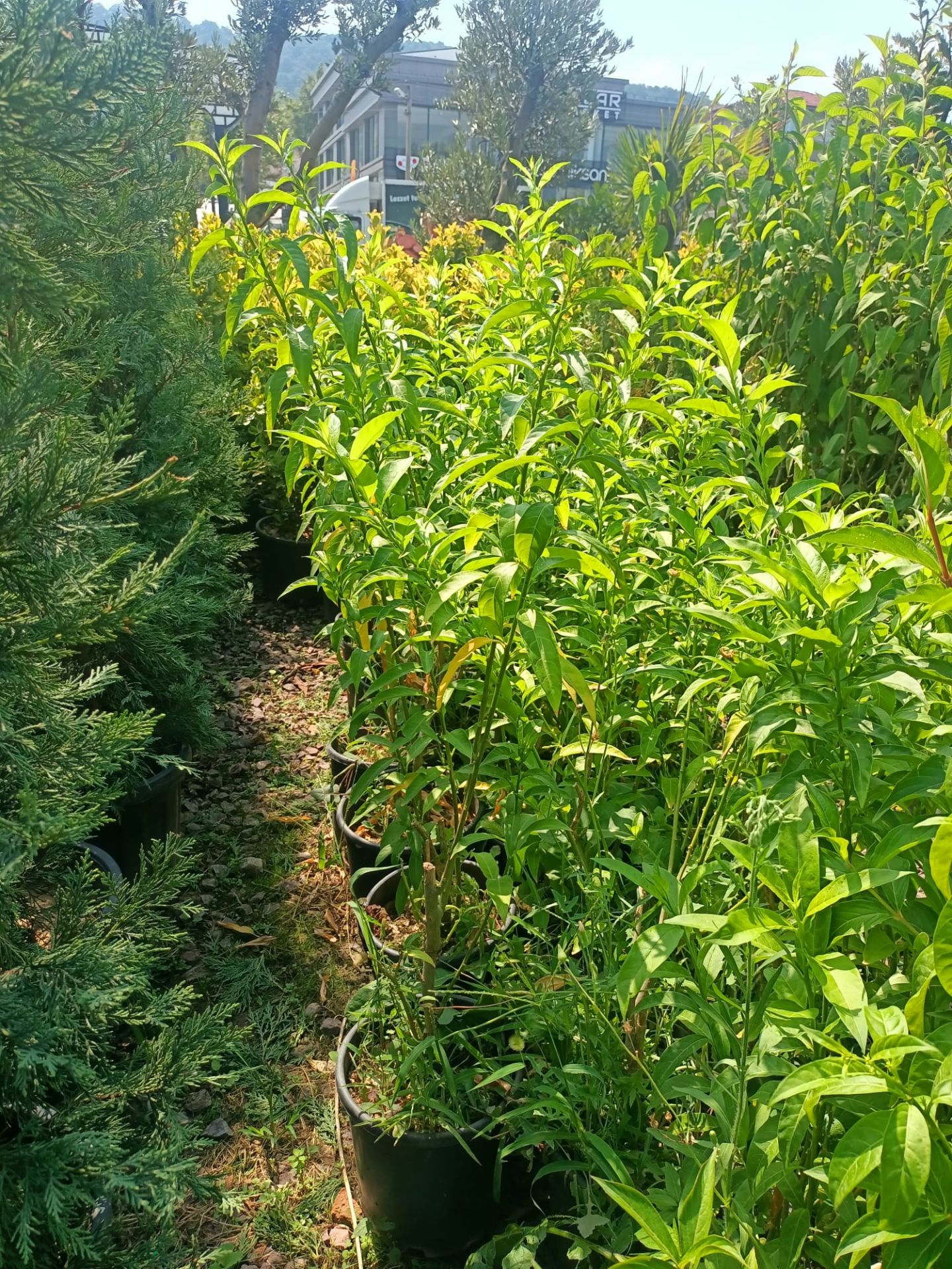 Melisa Akşam Sefası Fidanı (30-50 CM)