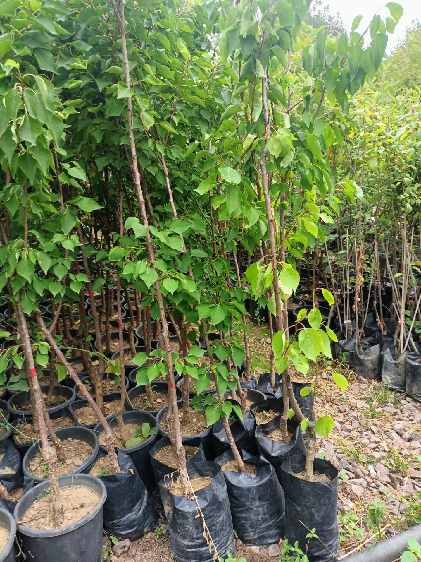 Iğdır Kayısı Fidanı Tüplü 100-150 cm