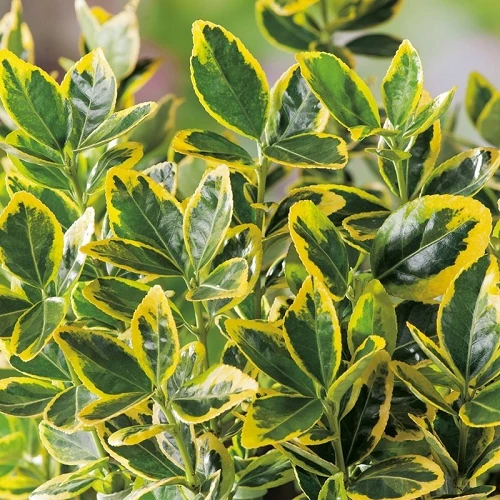 Altuni Taflan Fidanı (25-40 cm) 5 adet