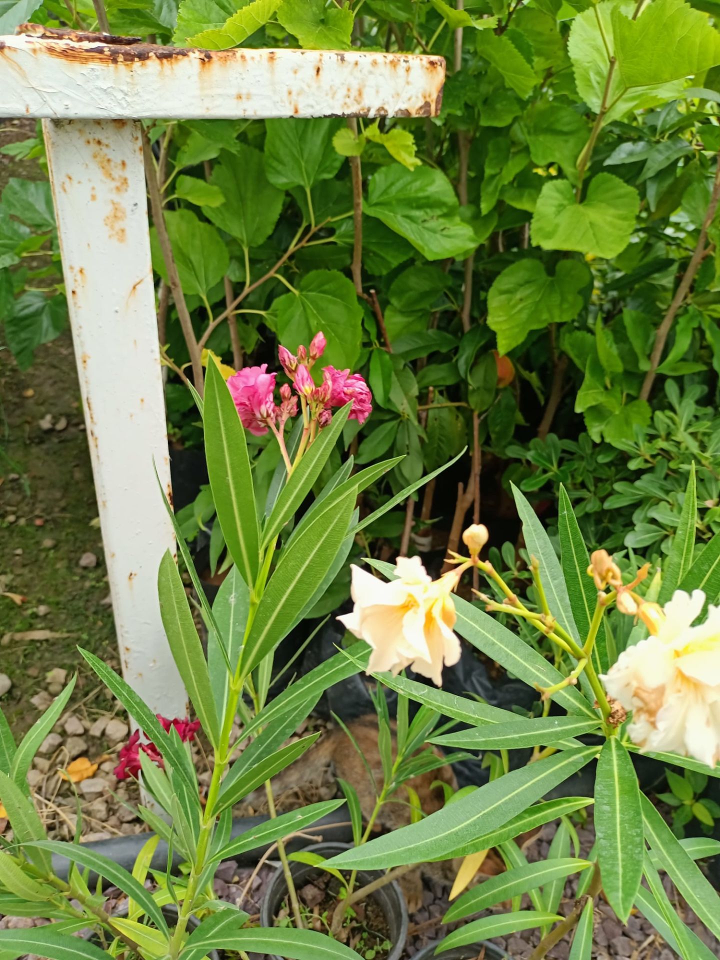 Tüplü Zakkum Fidanı 40-90 cm