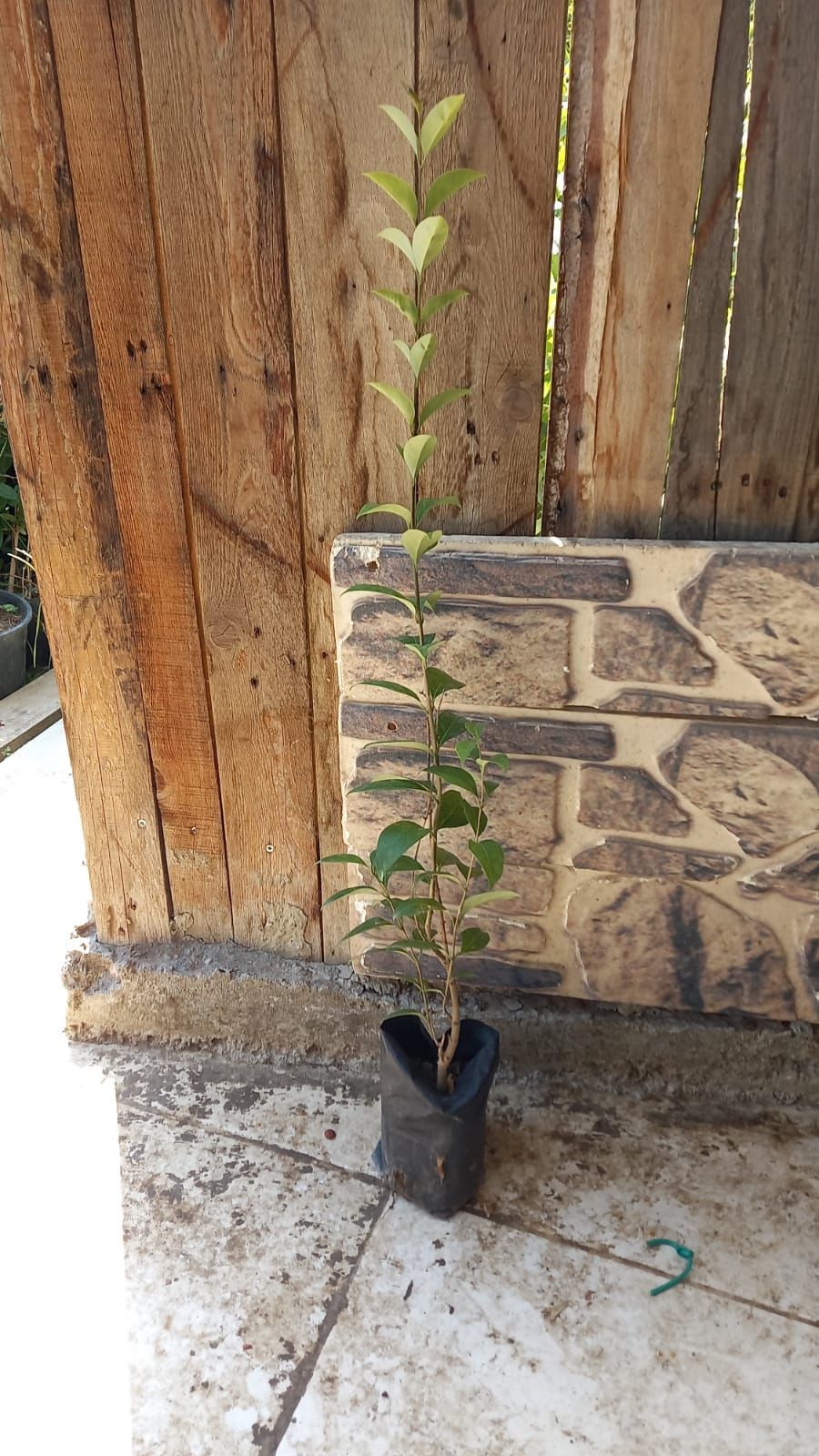 Ligustrum Fidanı (30-50 cm) 5 adet