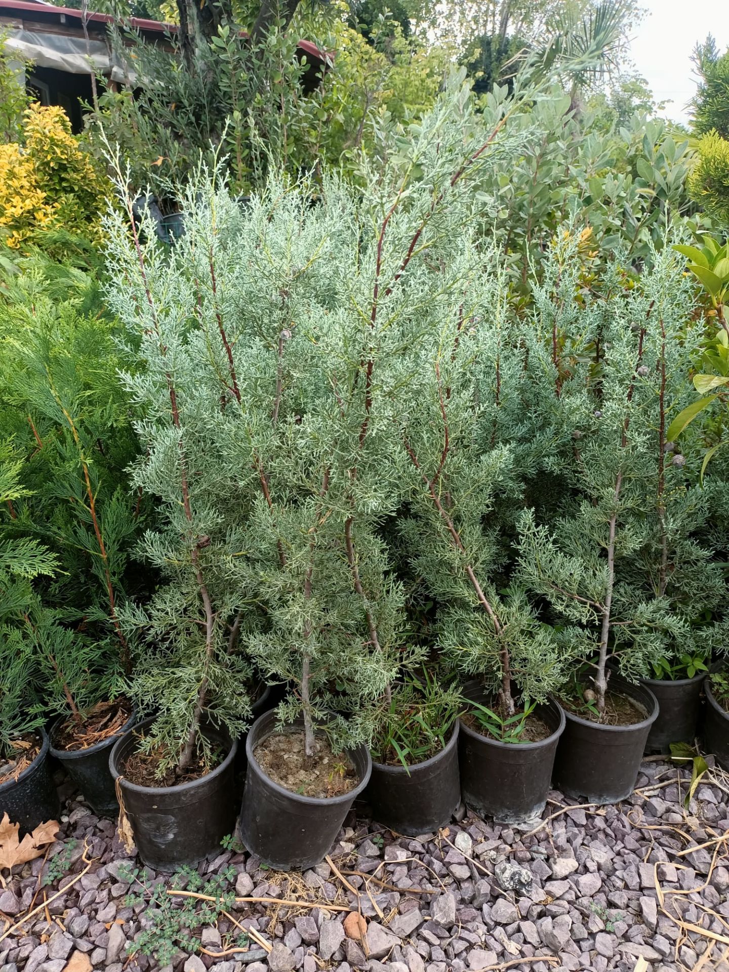 Arizona Mavi Servi Fidanı (50-100 CM)