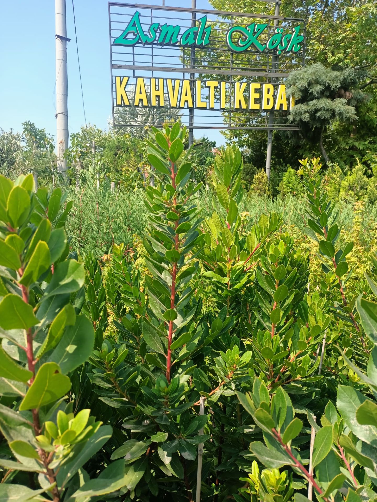 Dağ Çileği Fidanı (100-150 cm)