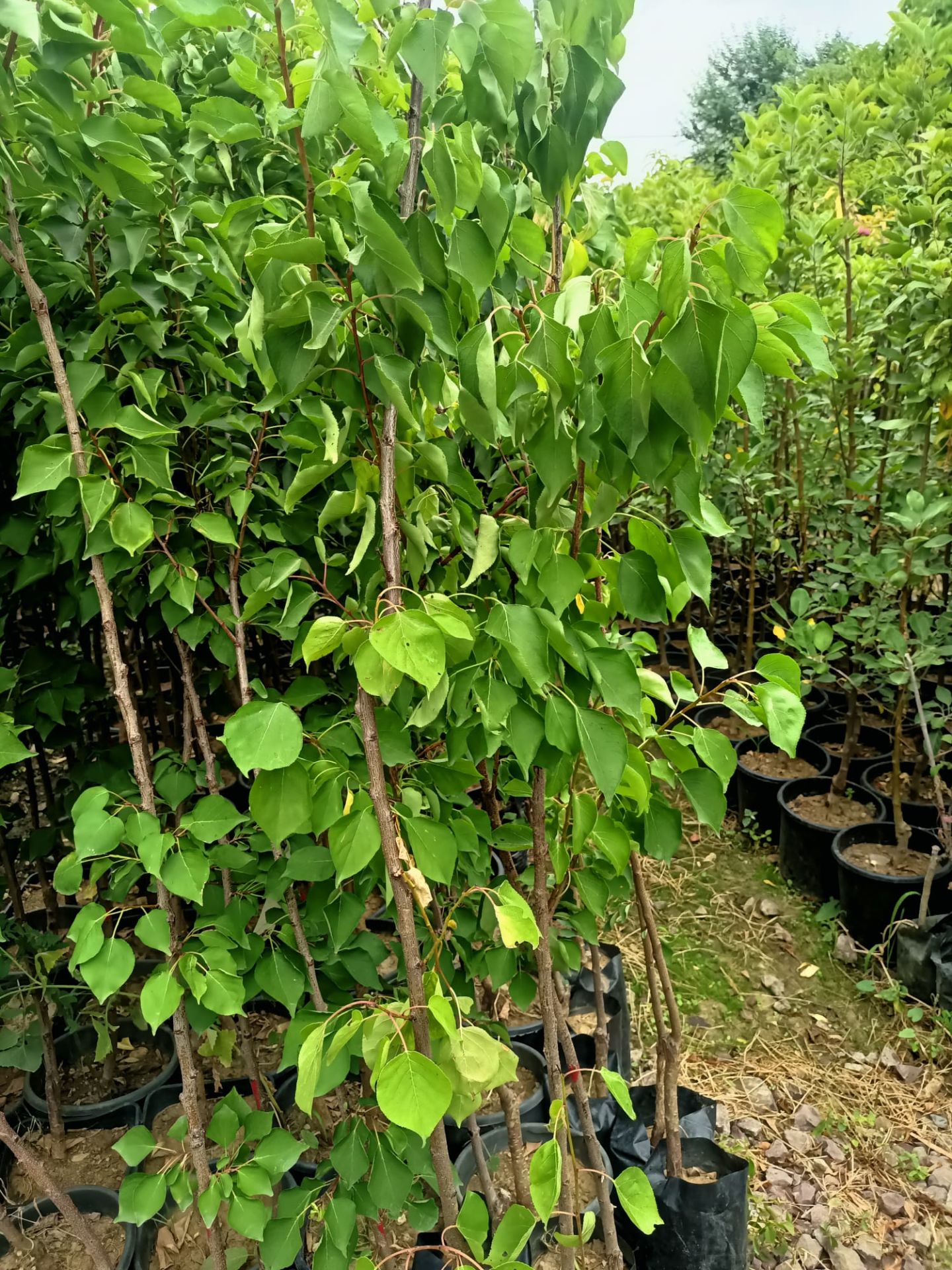 Iğdır Kayısı Fidanı Tüplü 100-150 cm