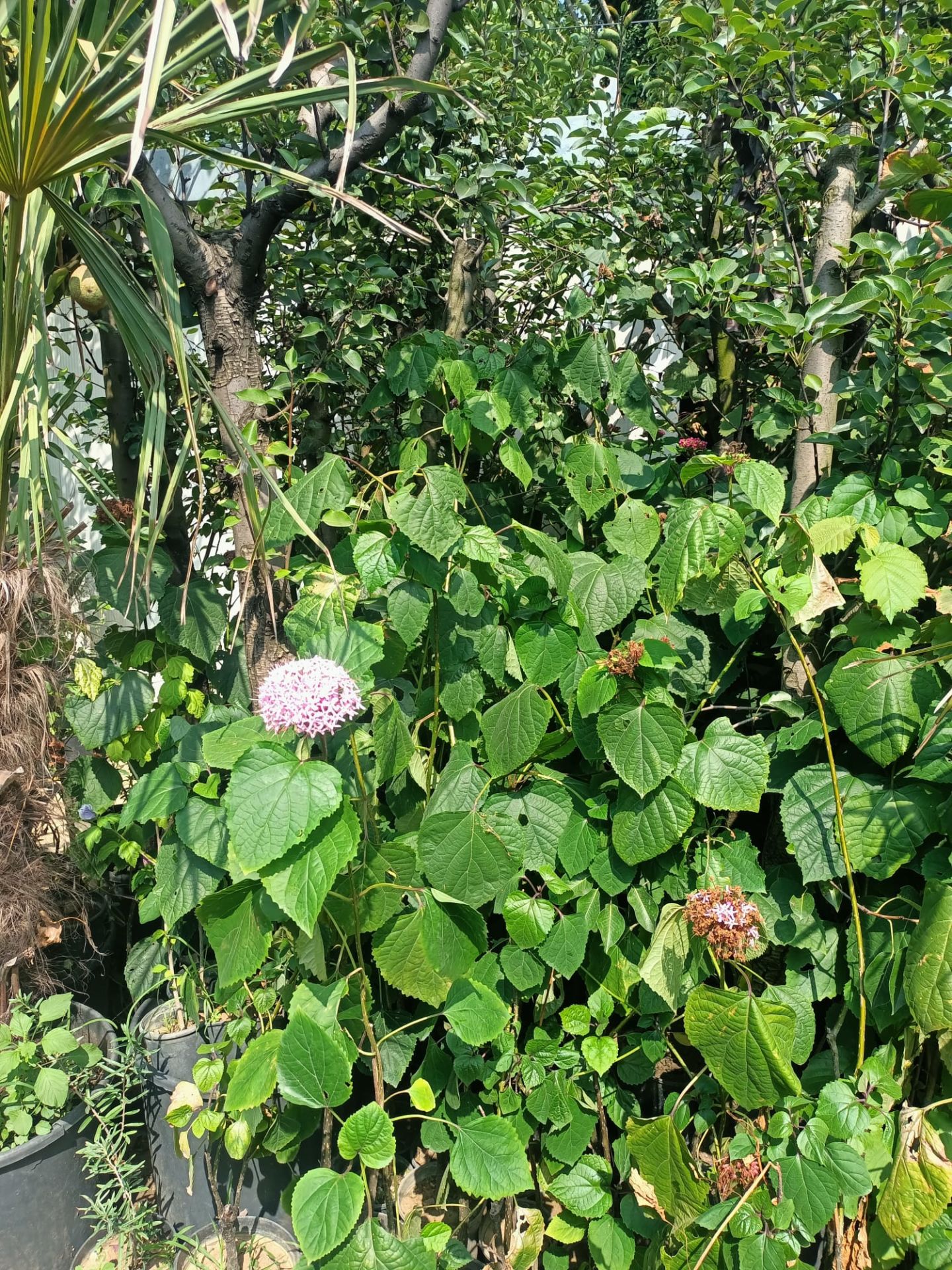 Rus Ortancası (Kısmet Ağacı) (100-150 cm)