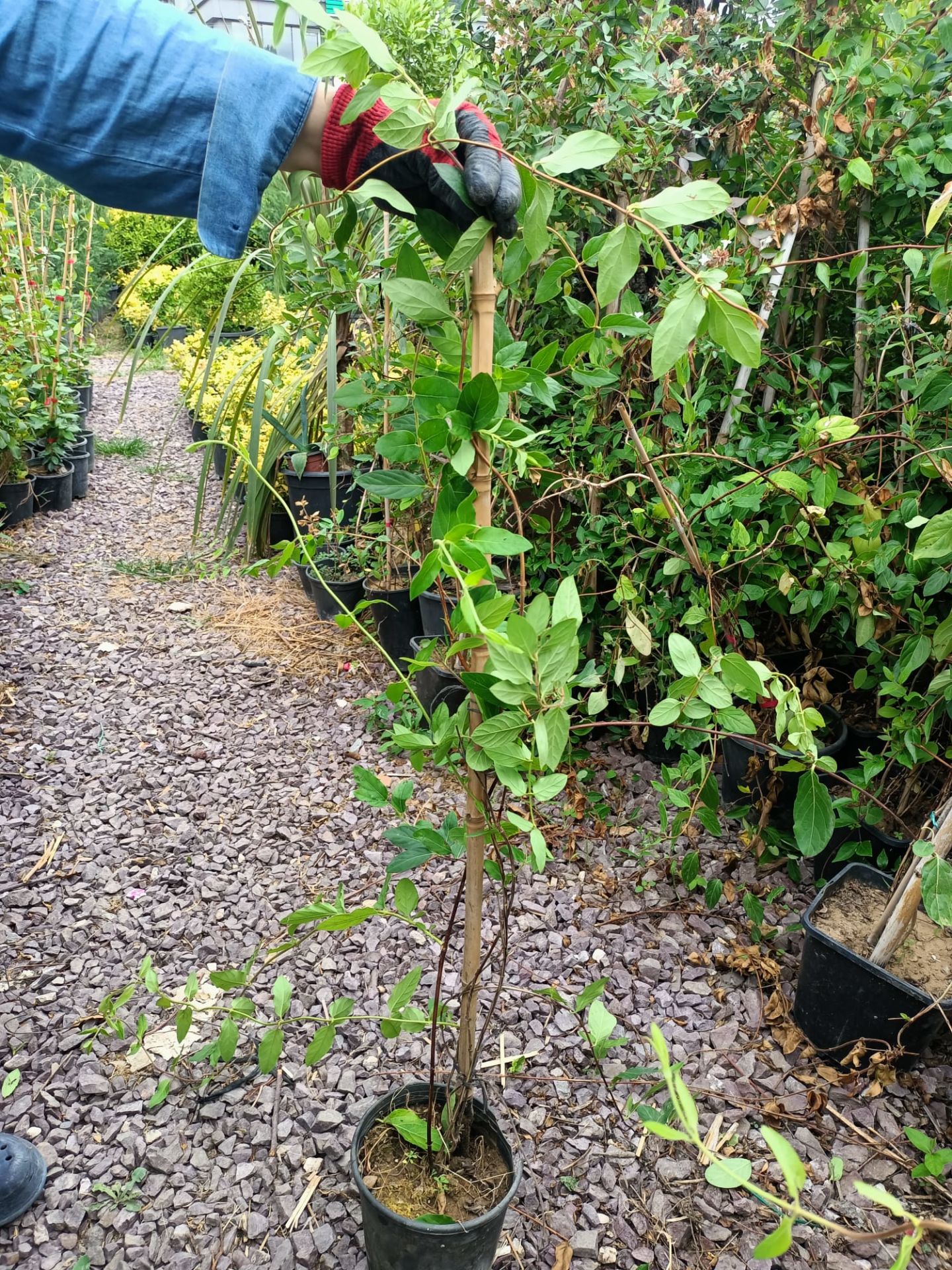 Hanımeli Fidanı 100-150 cm